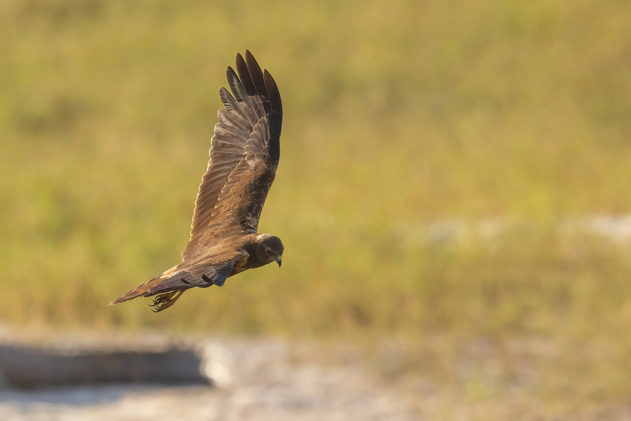  Chobe Riverfront, Botswana 2023 