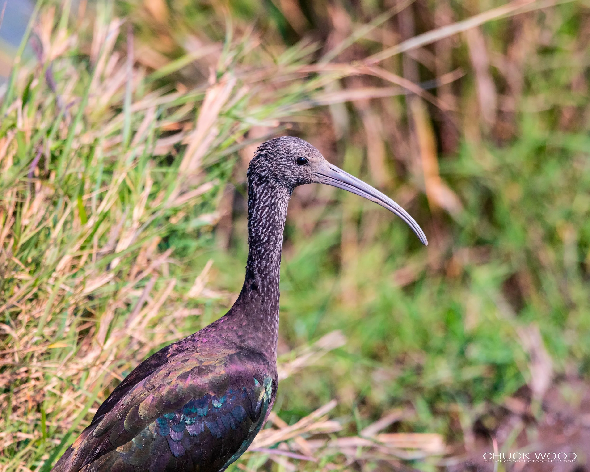  Ngorongoro Crater, Tanzania 2021 
