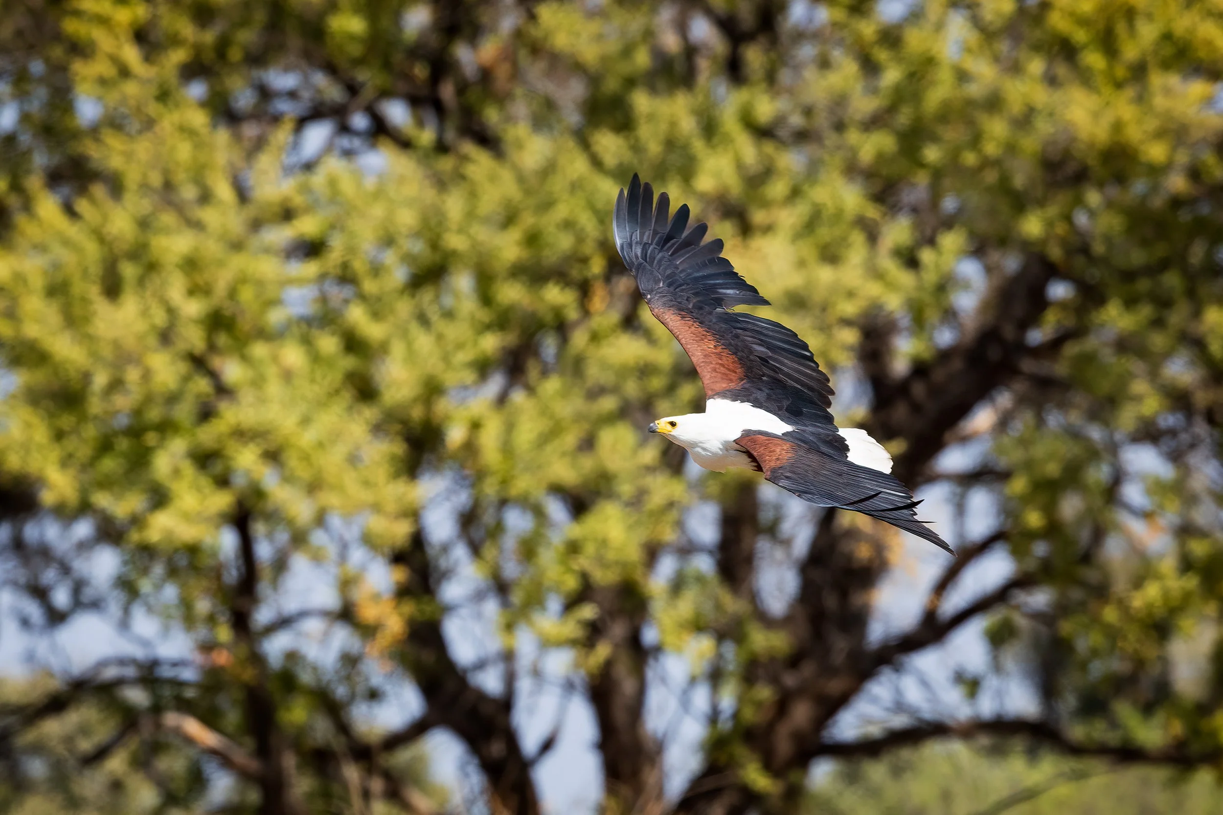  Khawi, Botswana 2023 