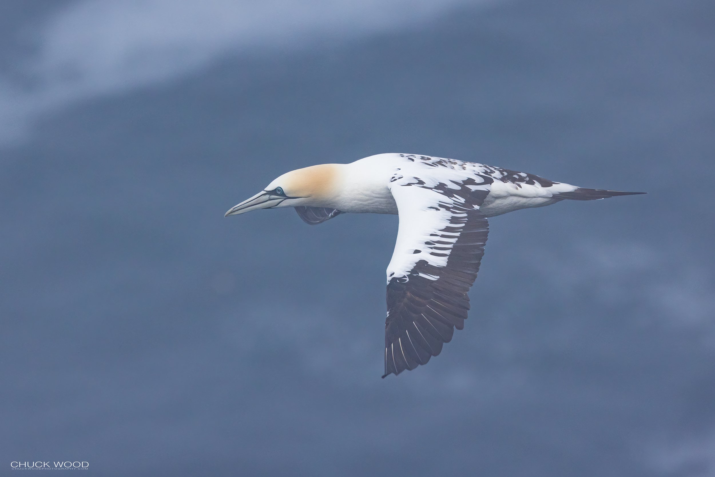  Cape St. Marys, NL 2022 
