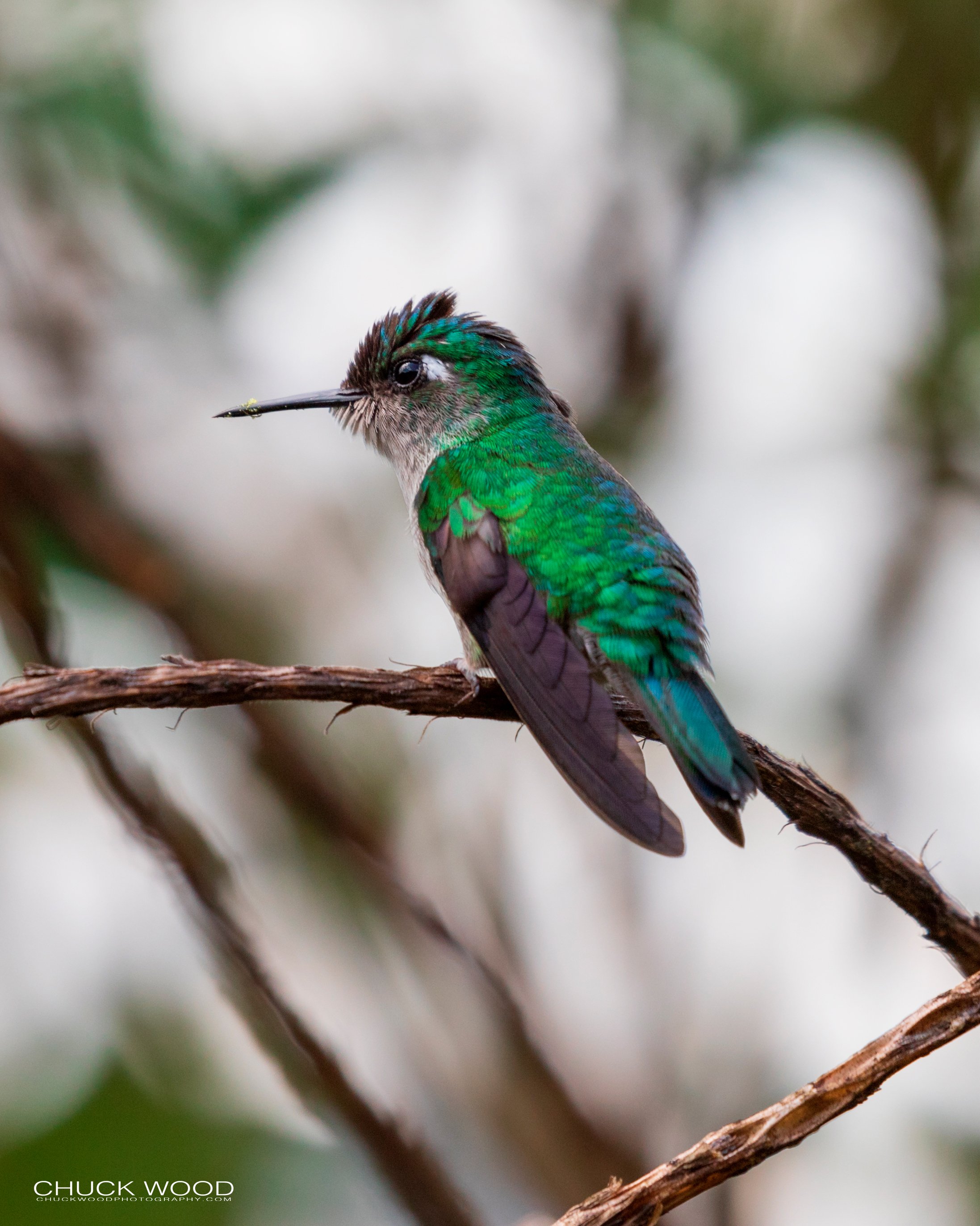  Rancho Naturalista, Costa Rica 2020 