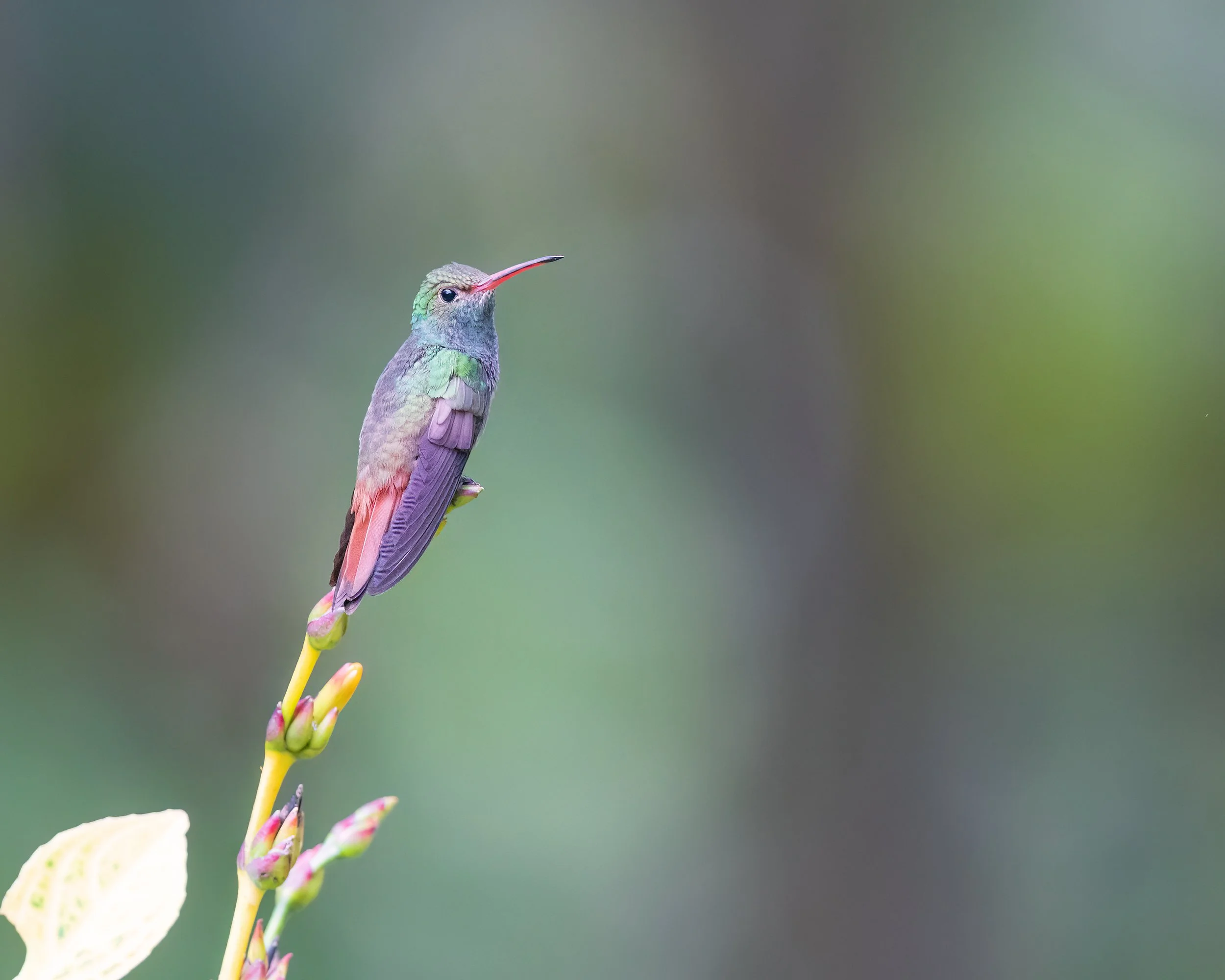  Macaw Lodge, Costa Rica 2023 