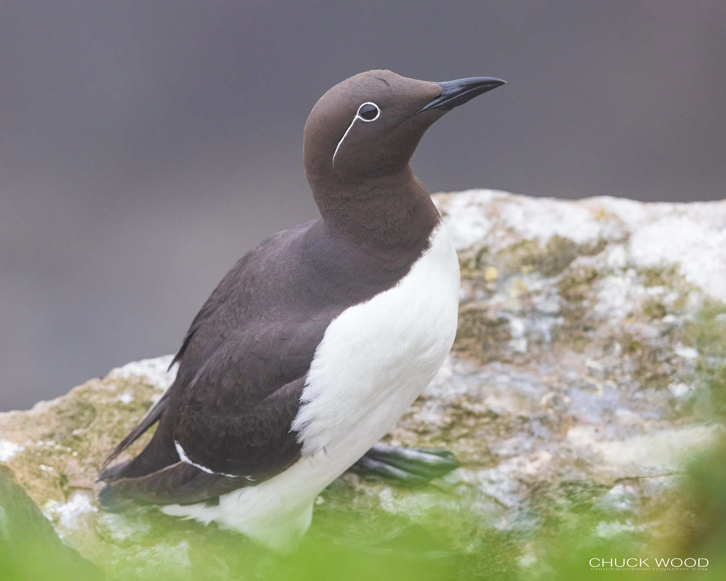   Cape St. Marys, NL 2022 