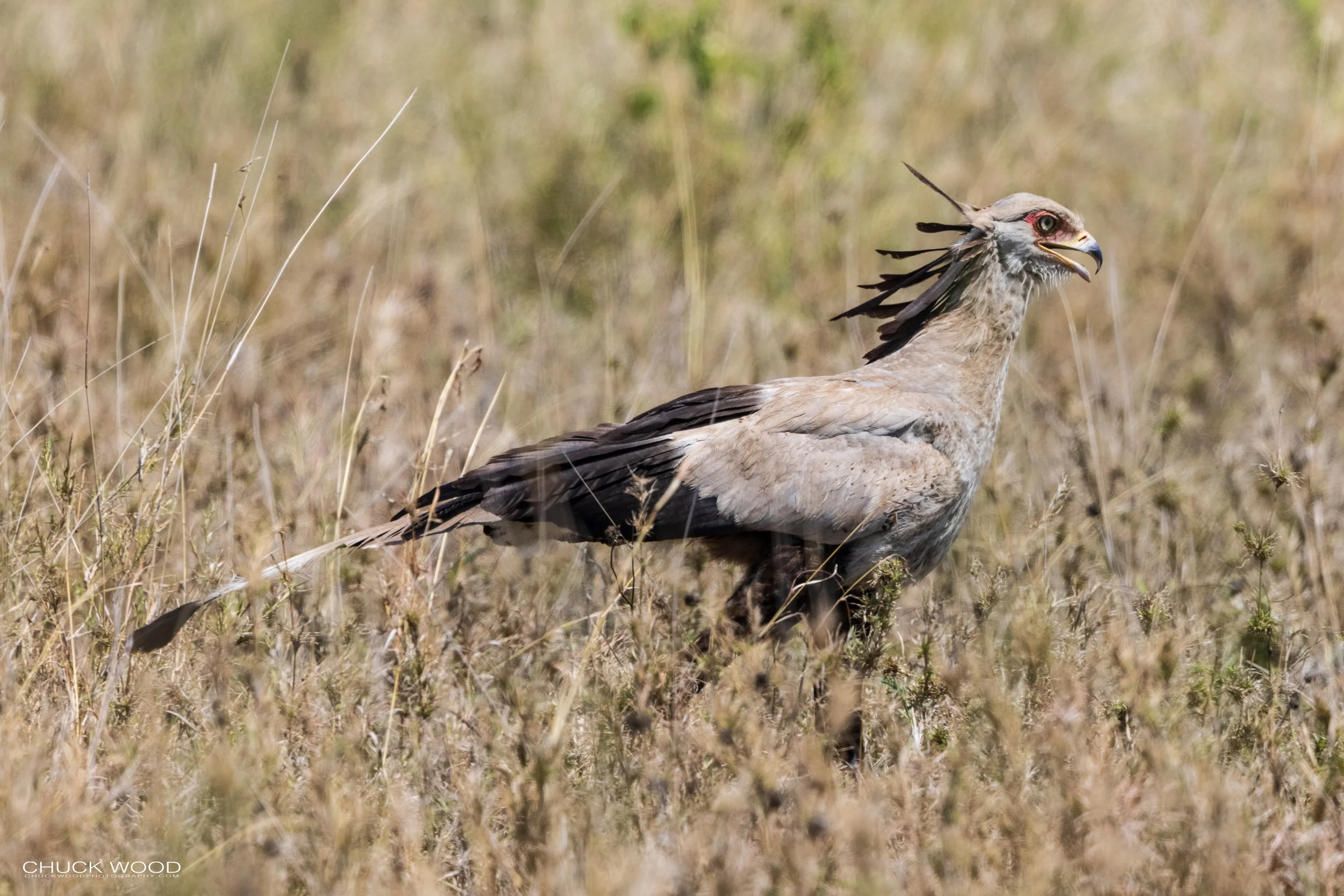   Serengeti, Tanzania 2021 
