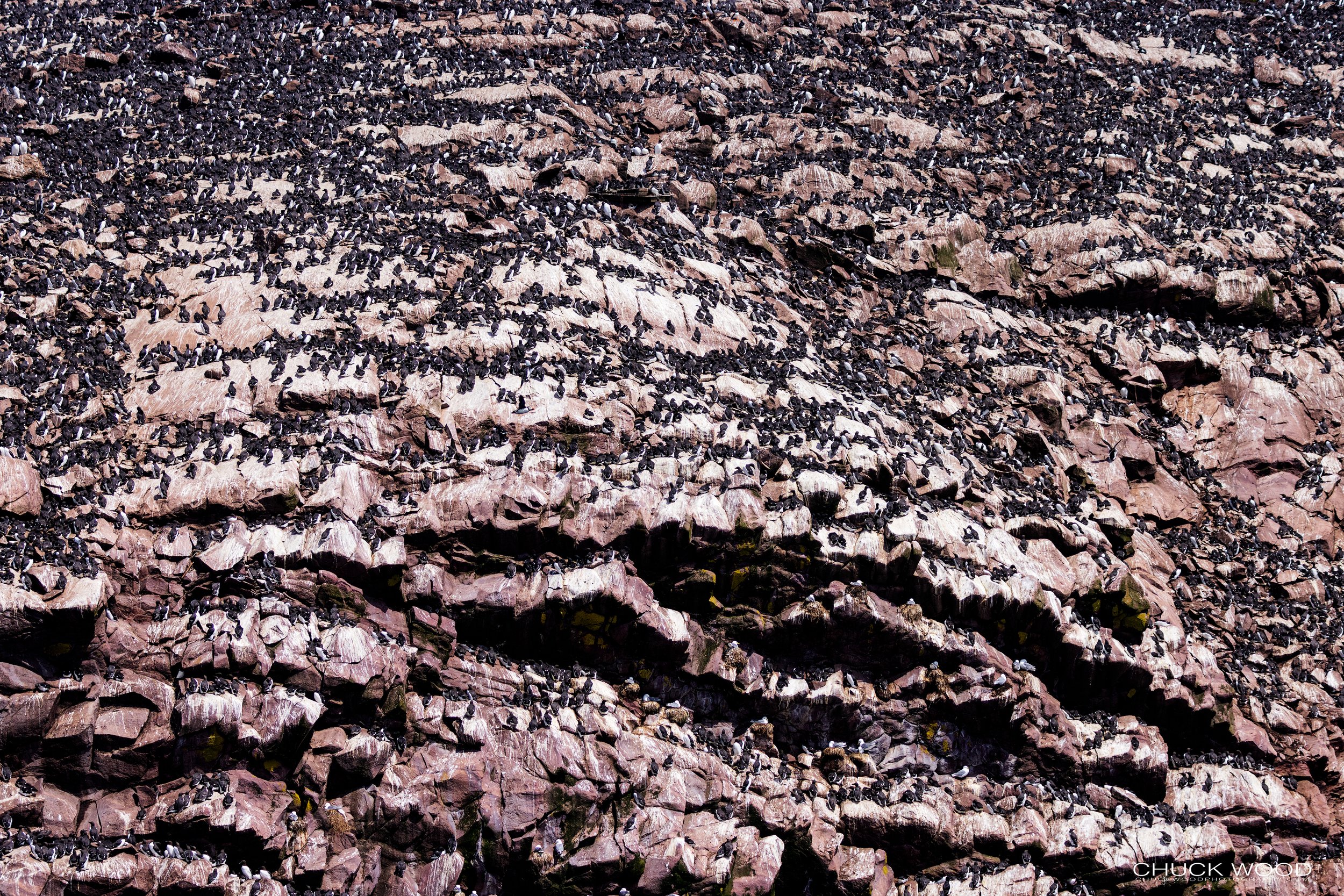   Williston NWR, NL 2022 