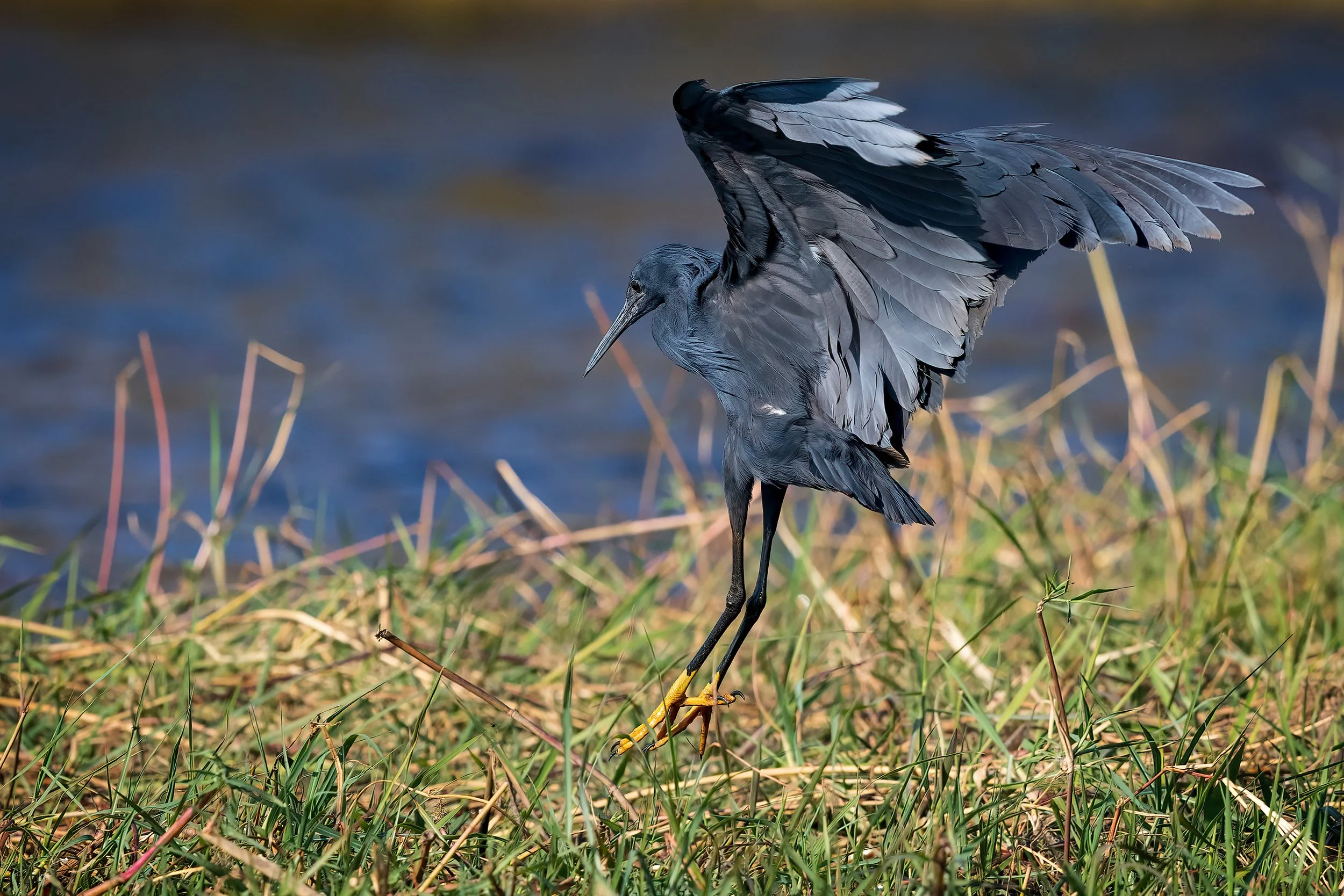  Chobe River, Botswana 2023 