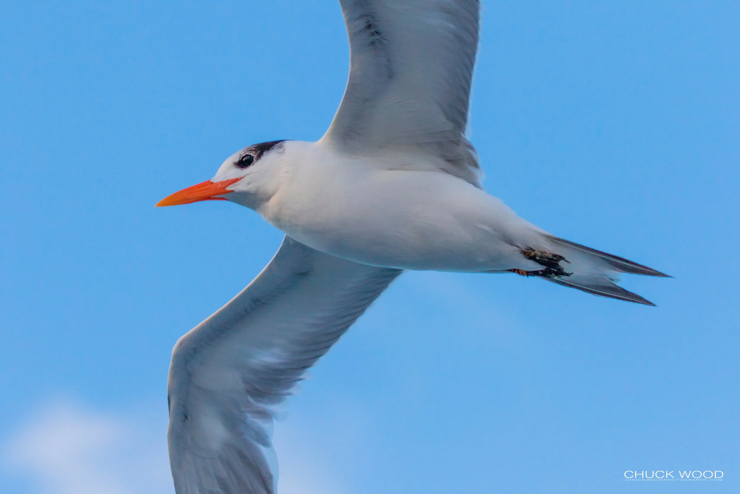  Sebastian Inlet, FL 2020 