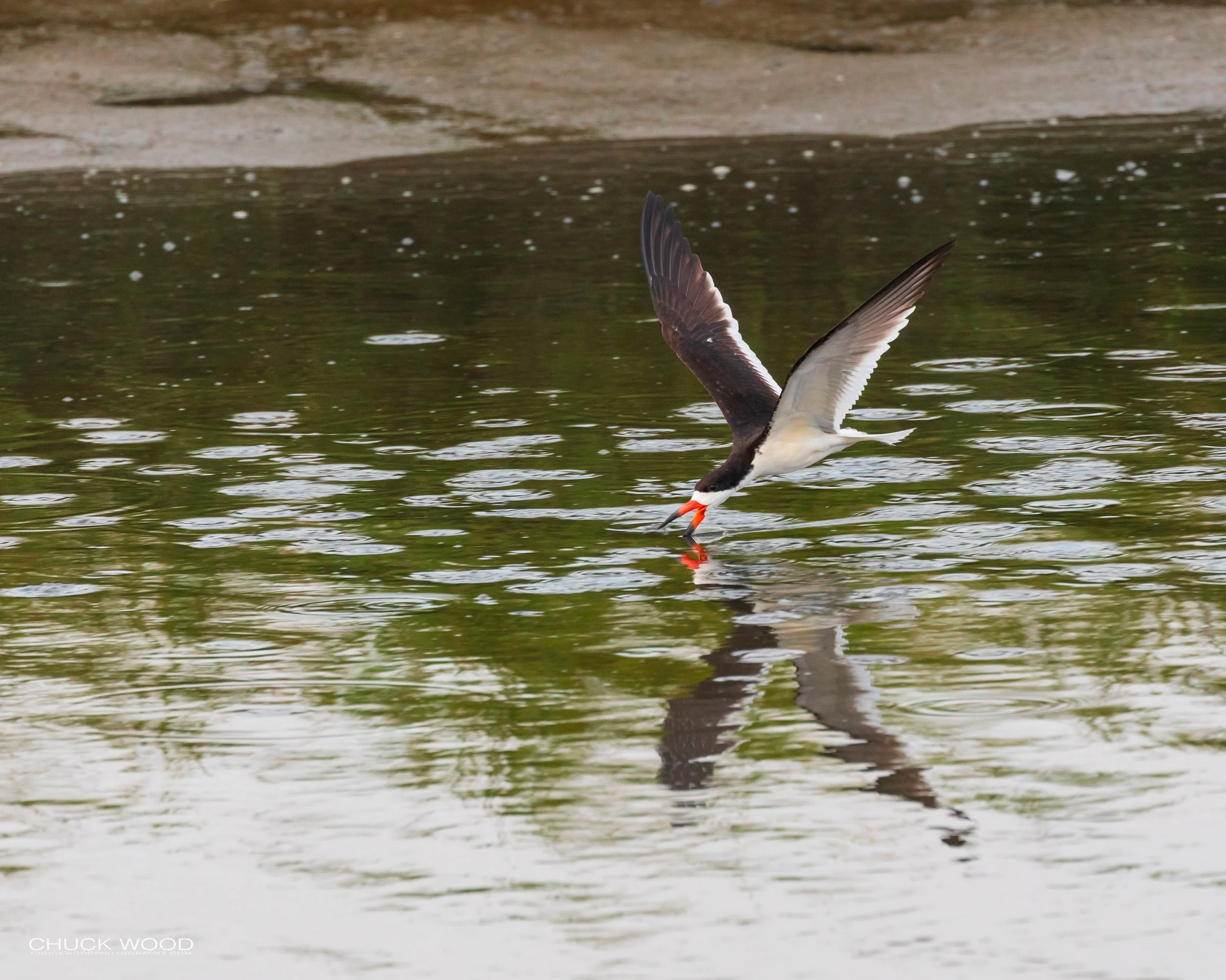  Forsythe NWR, NJ 2019 