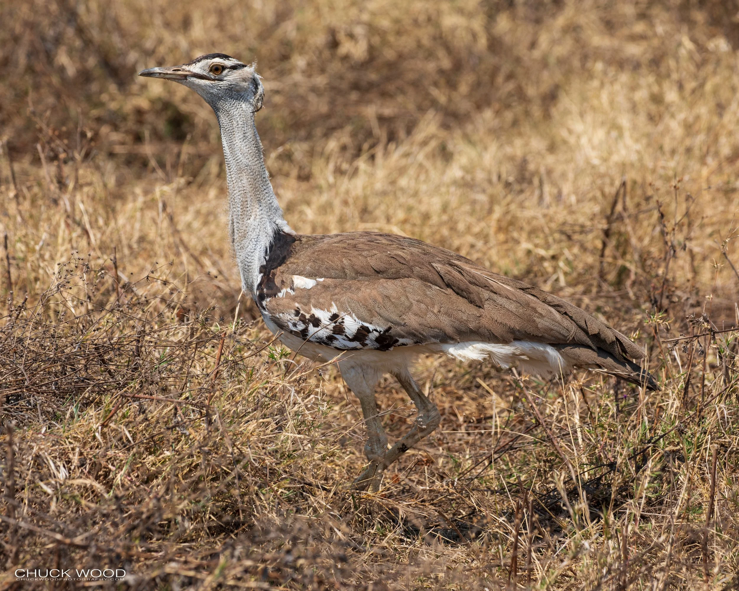  Ngorongoro Crater, Tanzania 2021 
