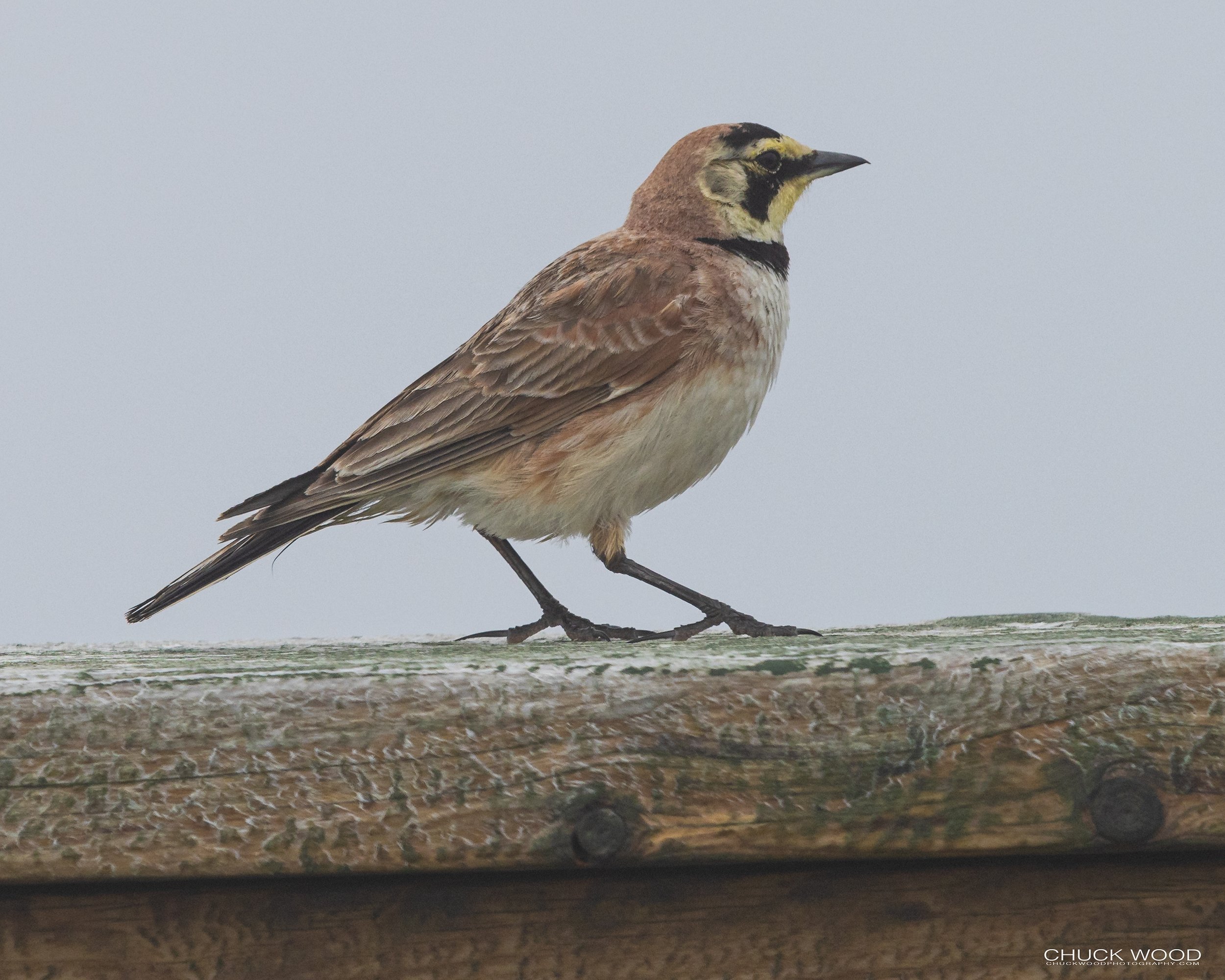  Cape St. Marys, NL 2022 