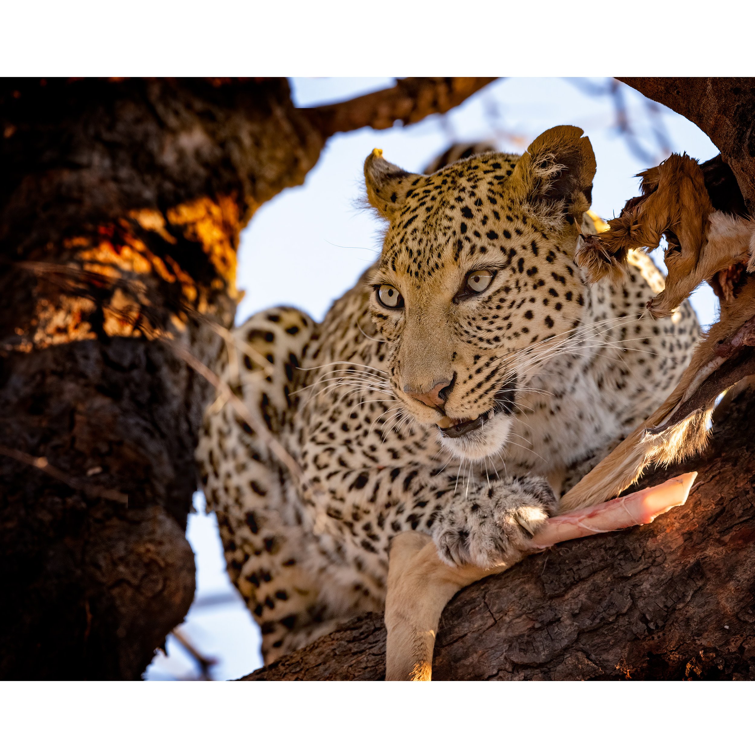 CW00179-Chobe-Leopard-With-Kill-2023-square.jpg