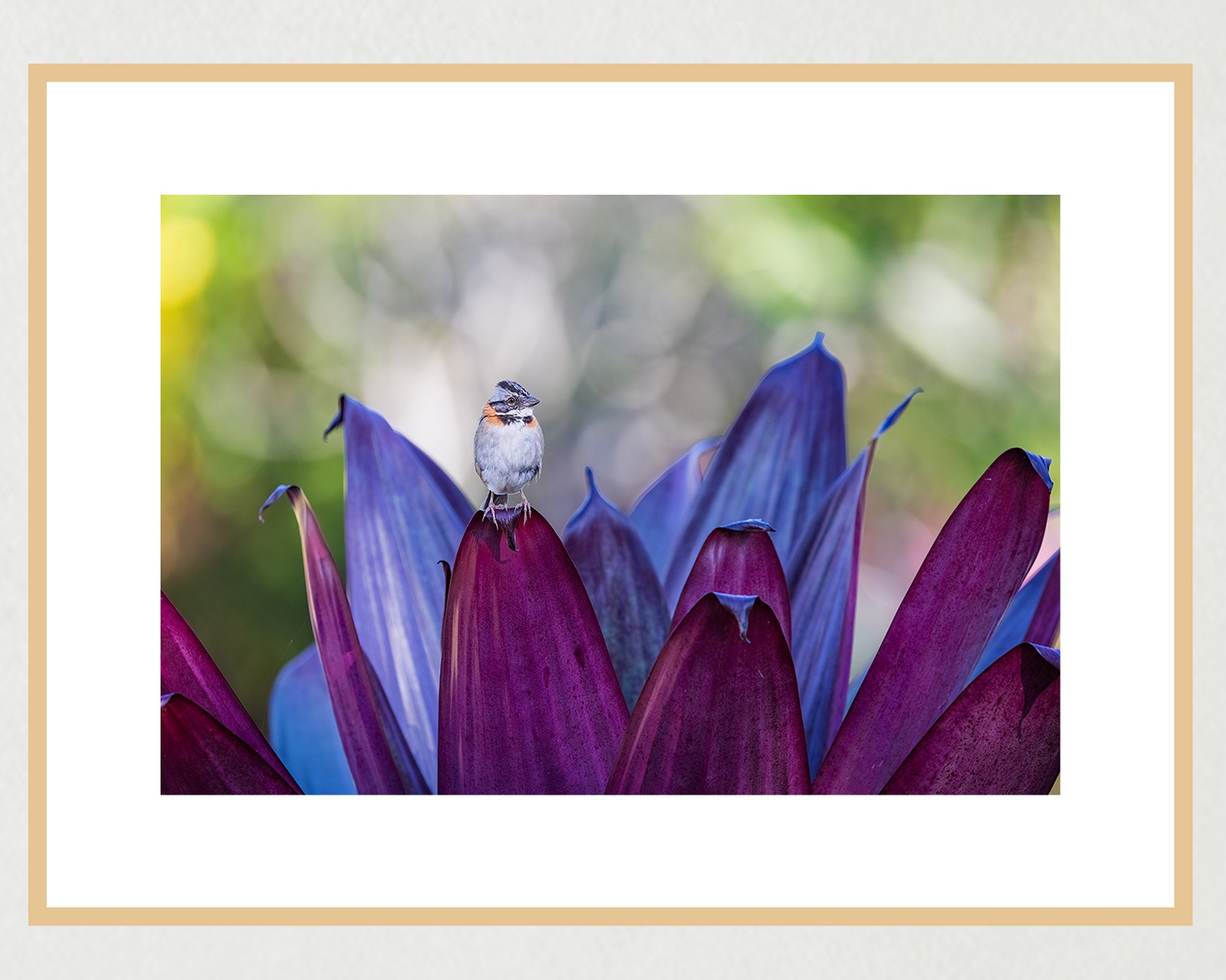rufous-collared-sparrow-2x3-frame-landscape-maple-WB.jpg