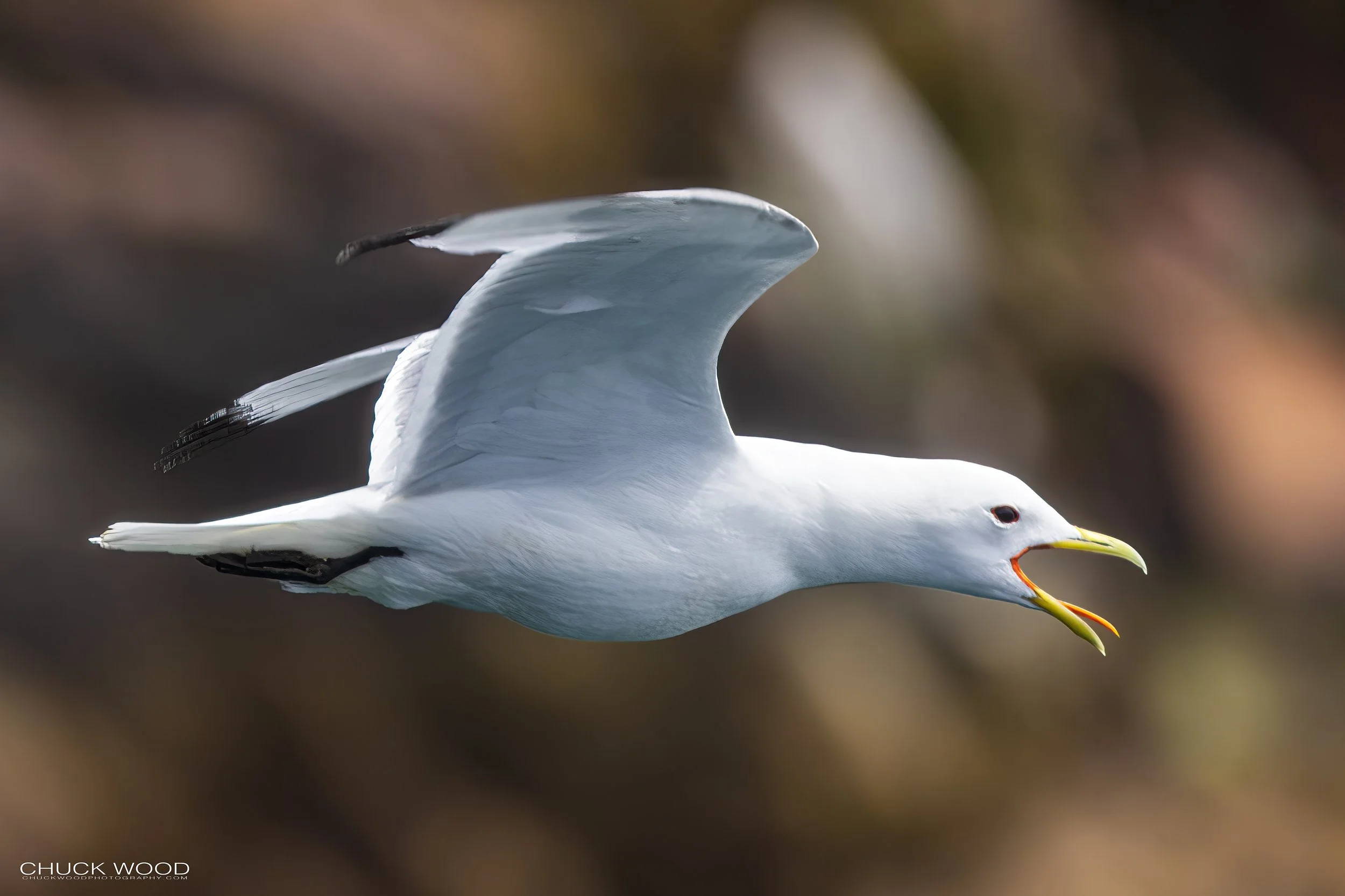  Williston NWR, NL 2022 