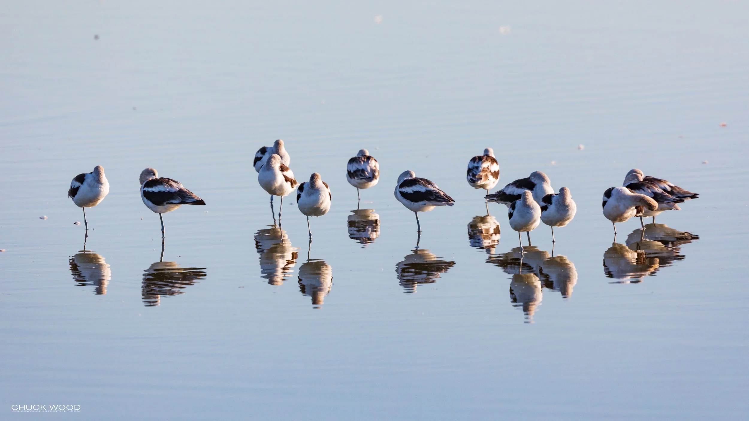  Forsythe NWR, NJ 2020 
