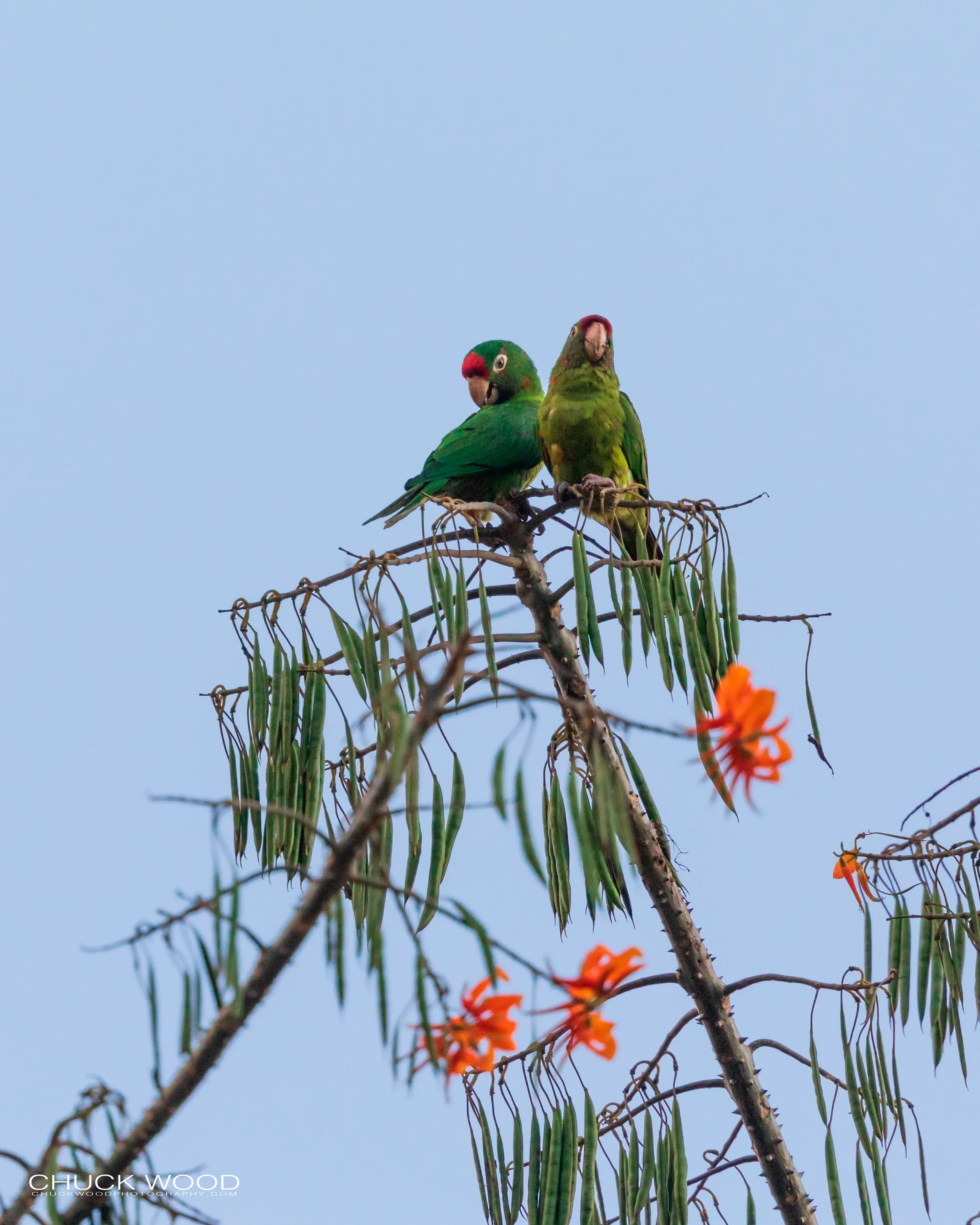  This River Valley, Costa Rica 2020 
