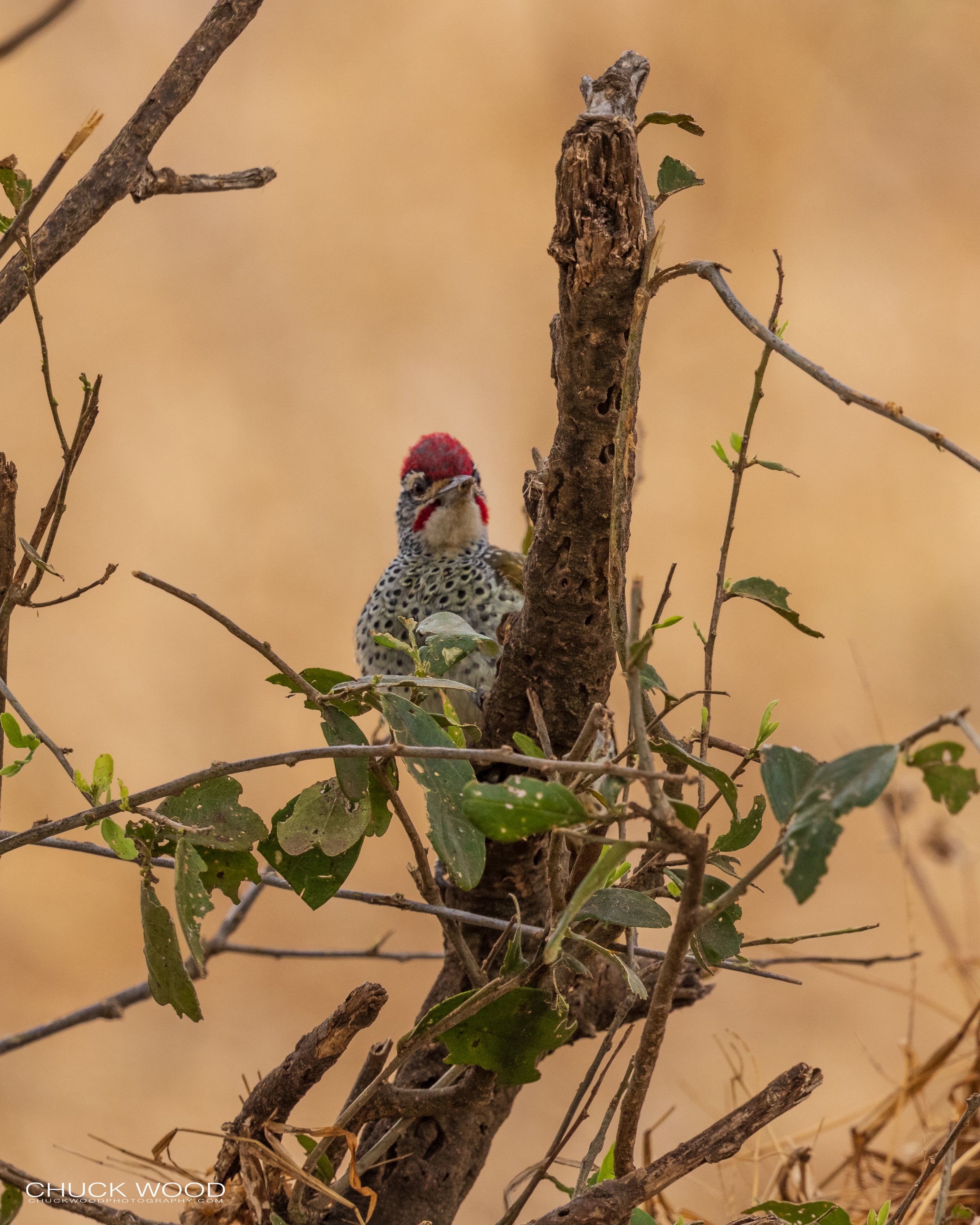  Tarangire, Tanzania 2021 