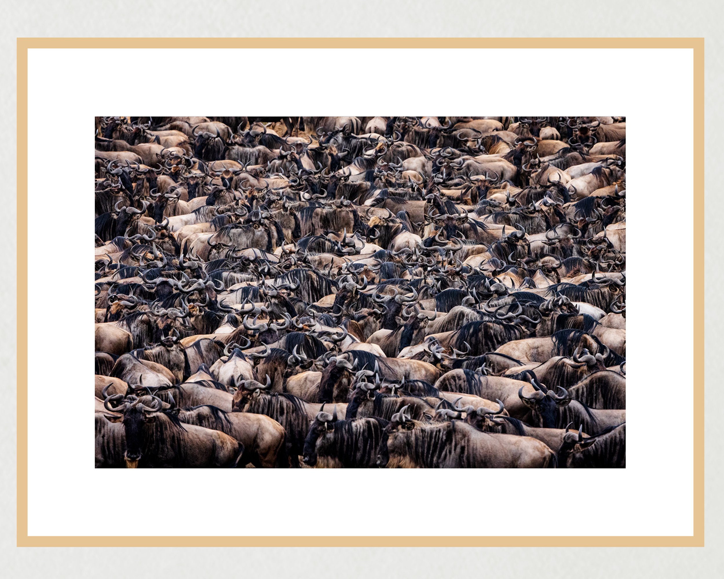 mara-river-crossing-II-frame-maple-WB.jpg
