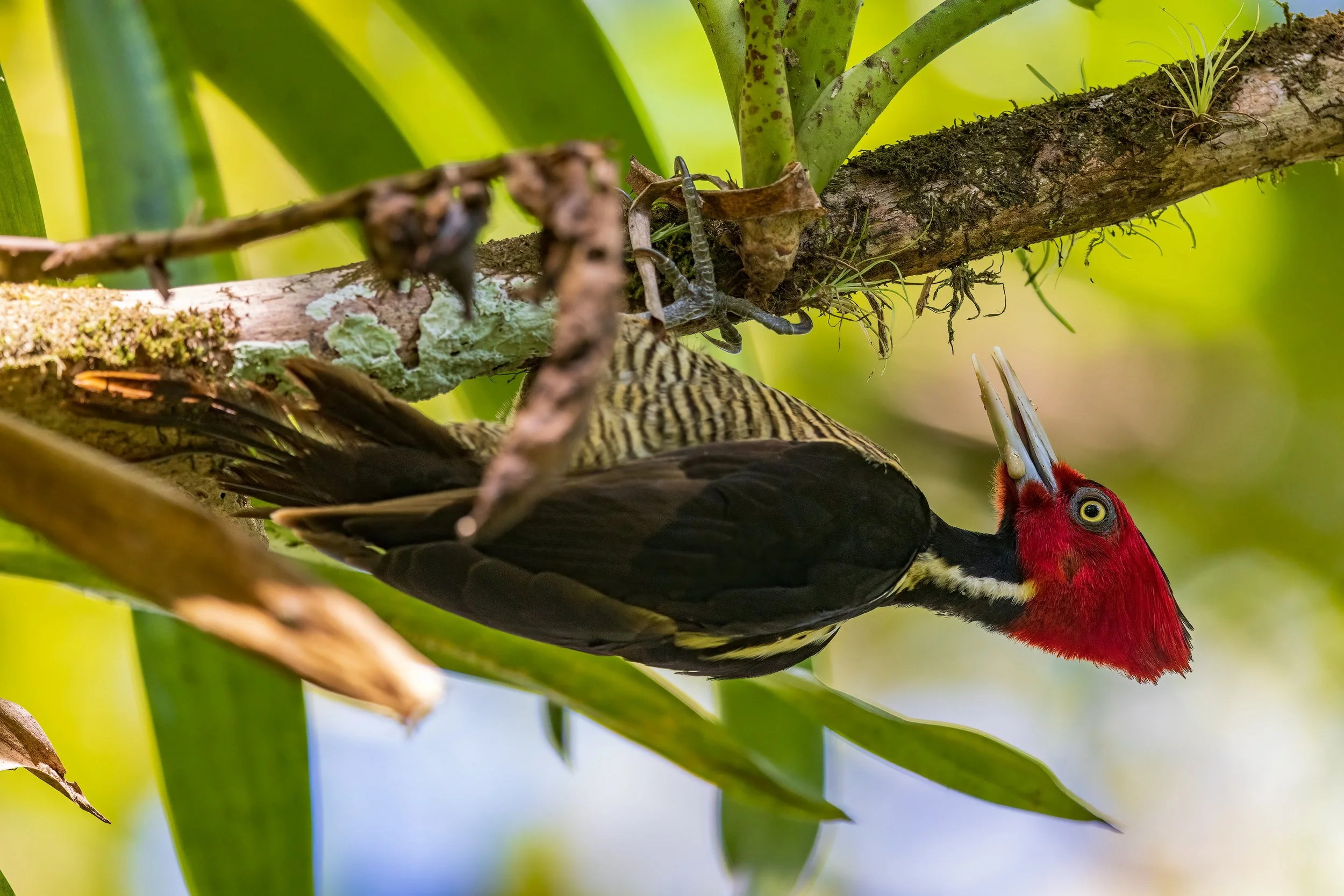  Macaw Lodge, Costa Rica 2023 