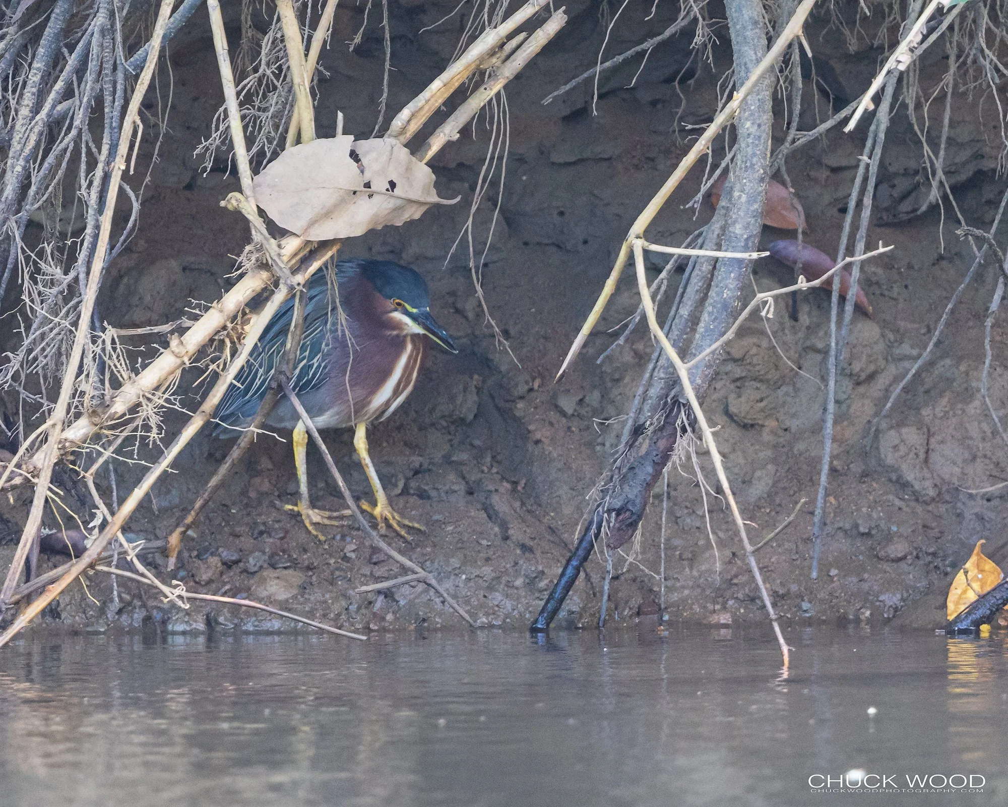  Osa Peninsula, Costa Rica 2022 
