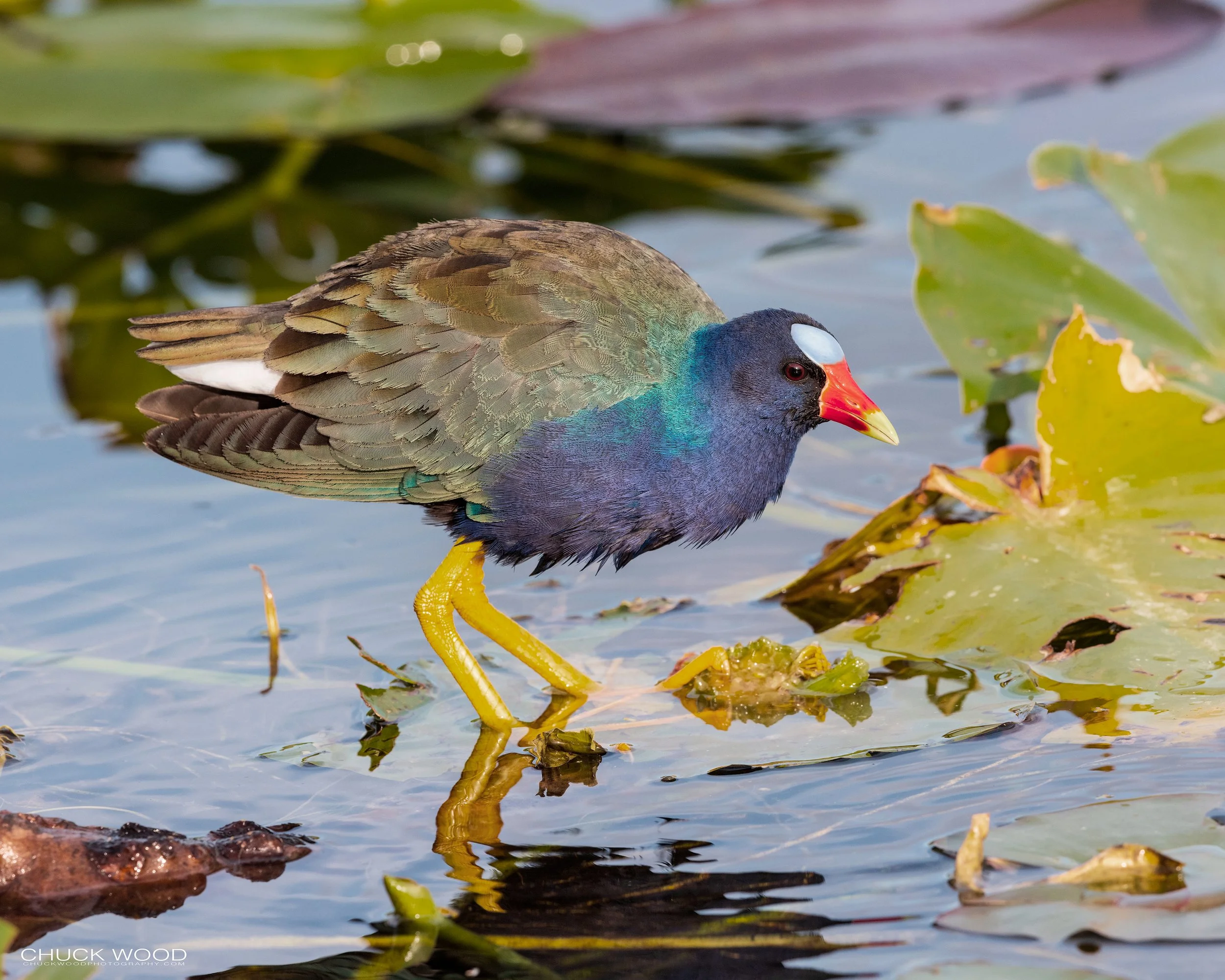  Anhinga Trail, FL 2021 