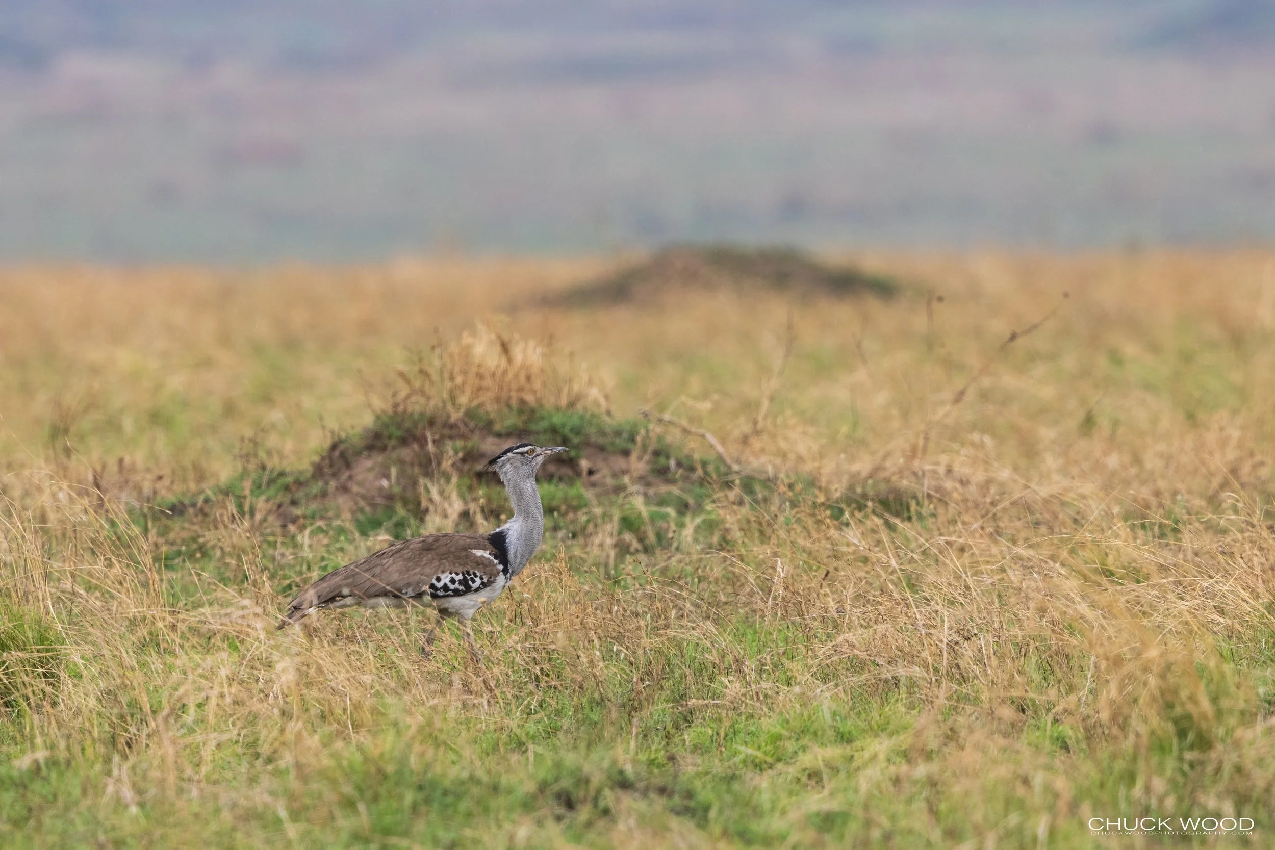  Serengeti, Tanzania 2021 