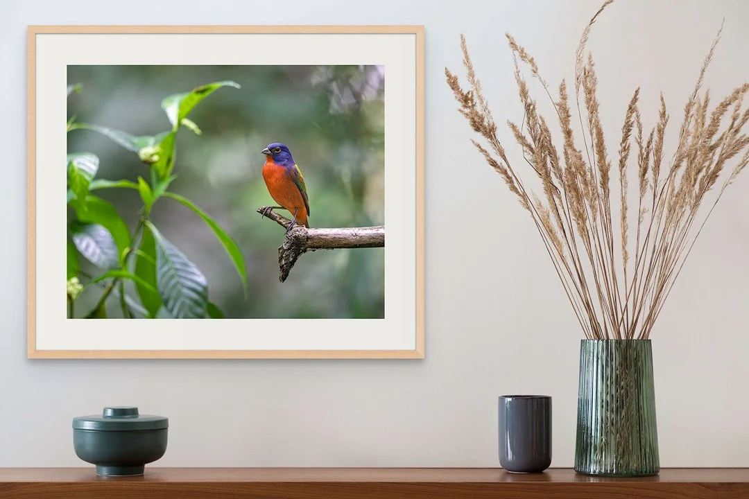 CW00039-Painted-Bunting-Green-Cay-2022-hallway.jpg