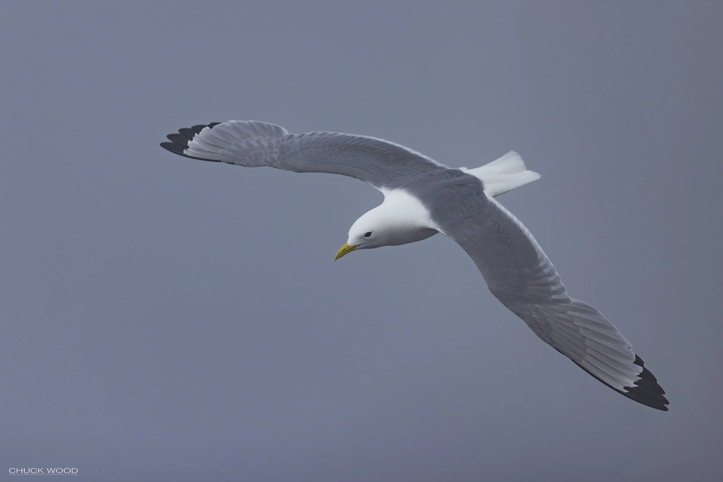  Cape St. Marys, NL 2022 