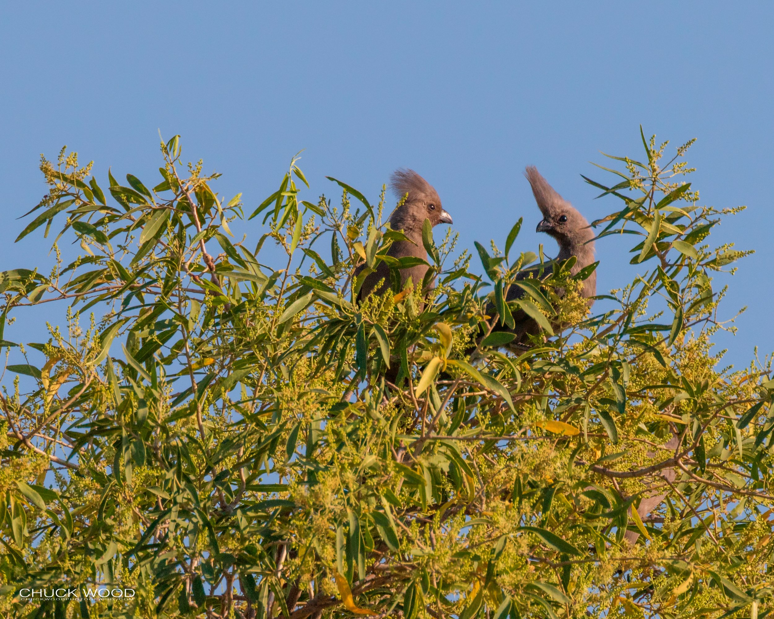  Hwange, Zimbabwe 2019 