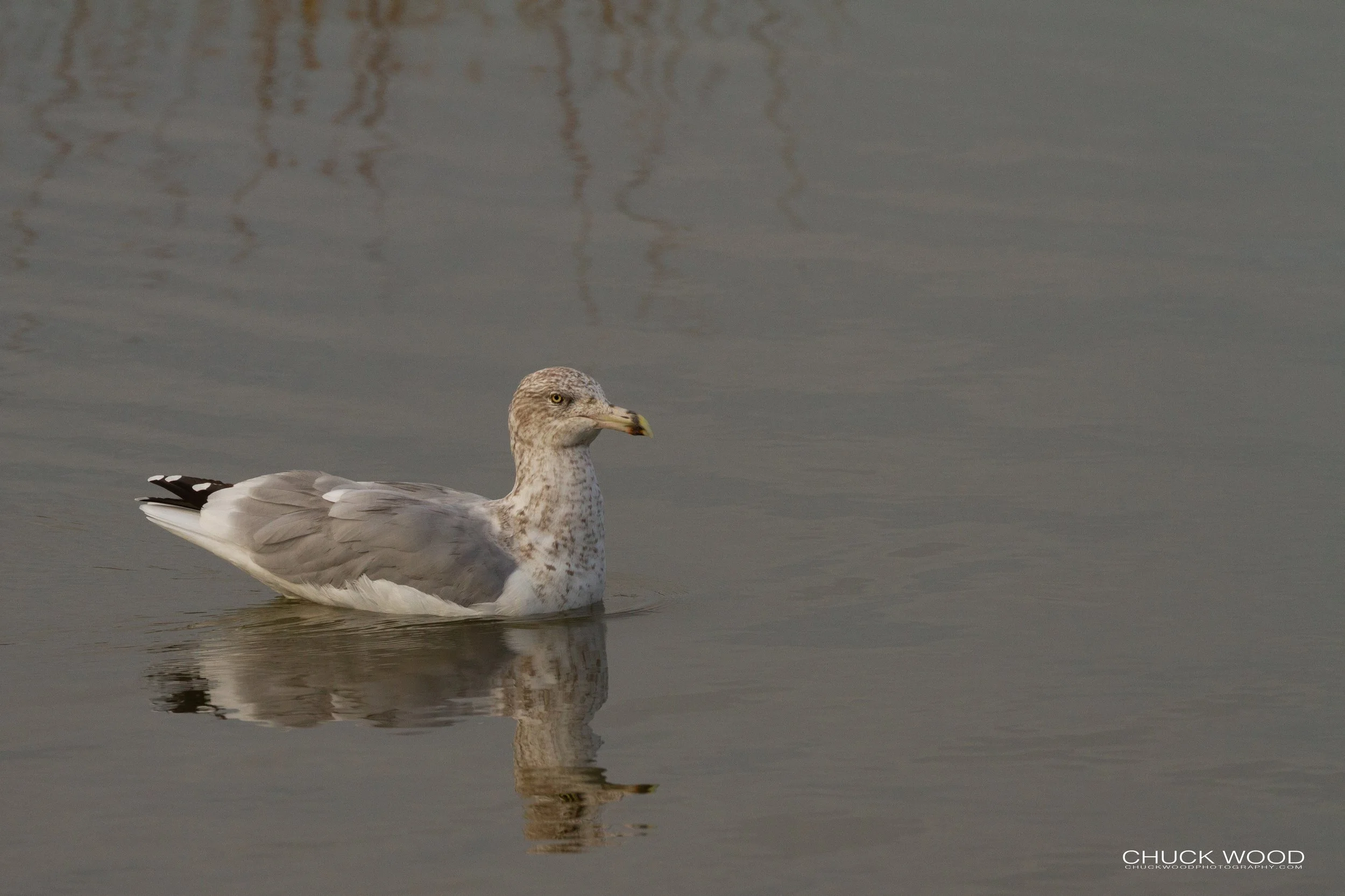  Forsythe NWR, NJ 2018 