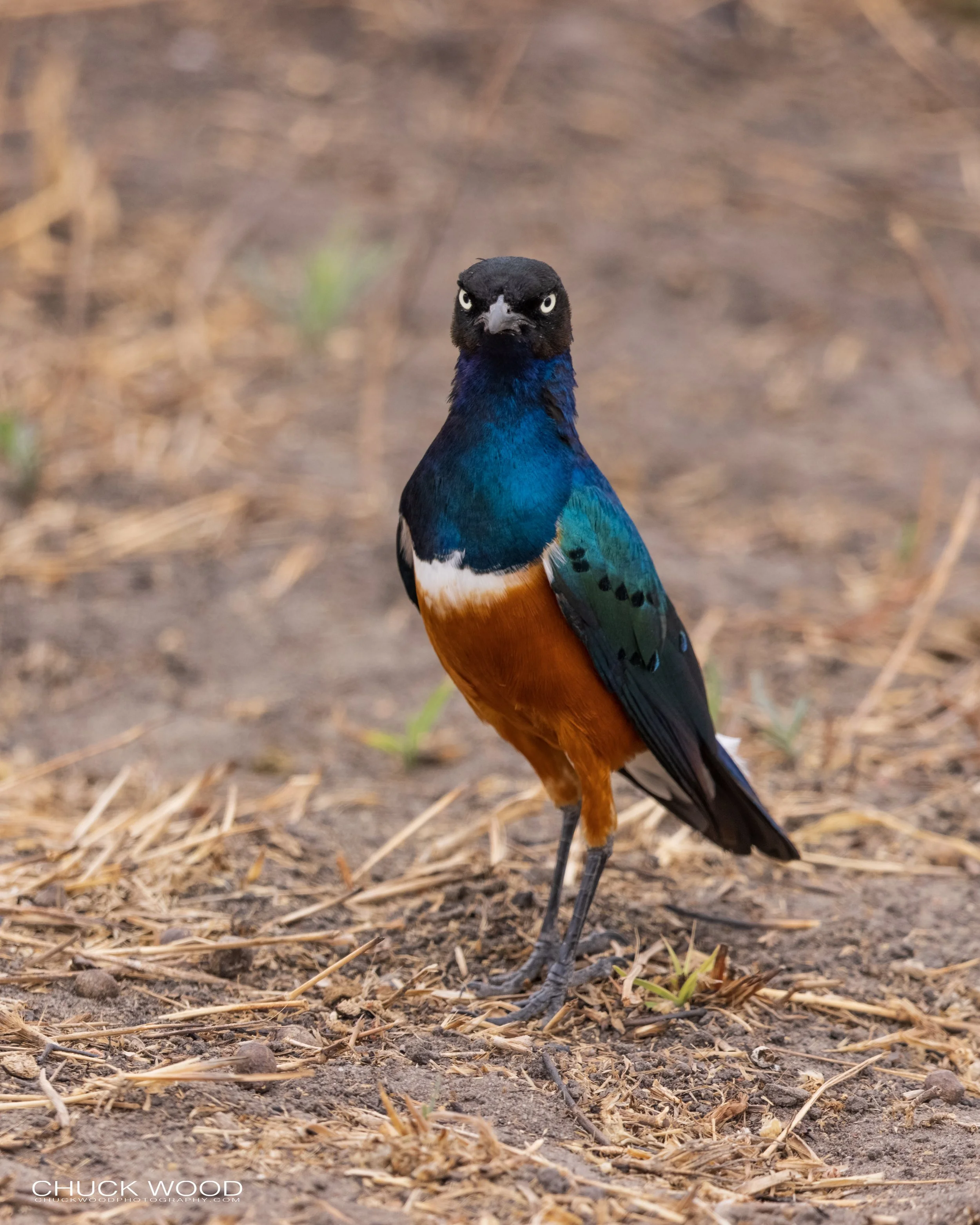   Tarangire, Tanzania 2021 
