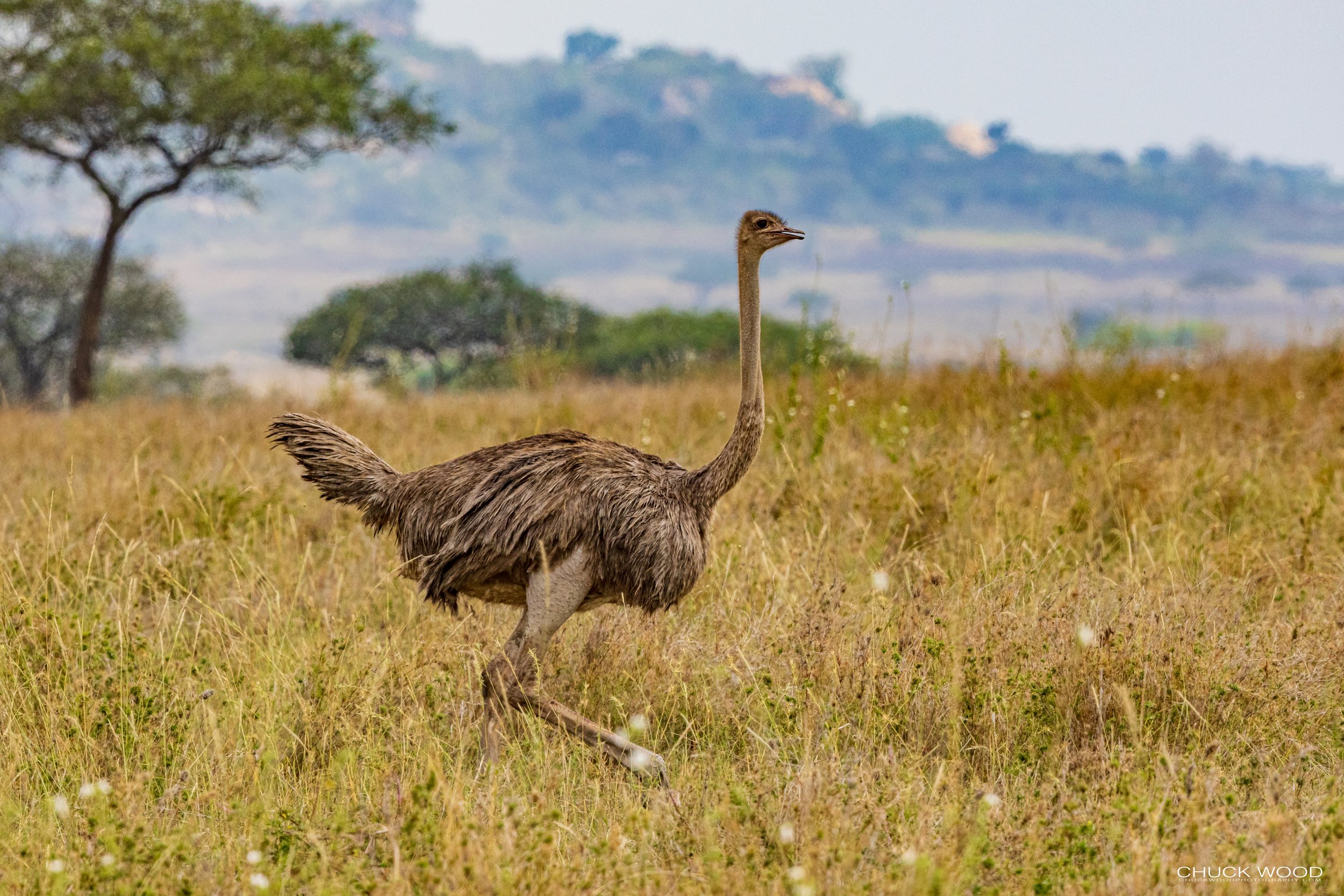  Serengeti, Tanzania 2021 