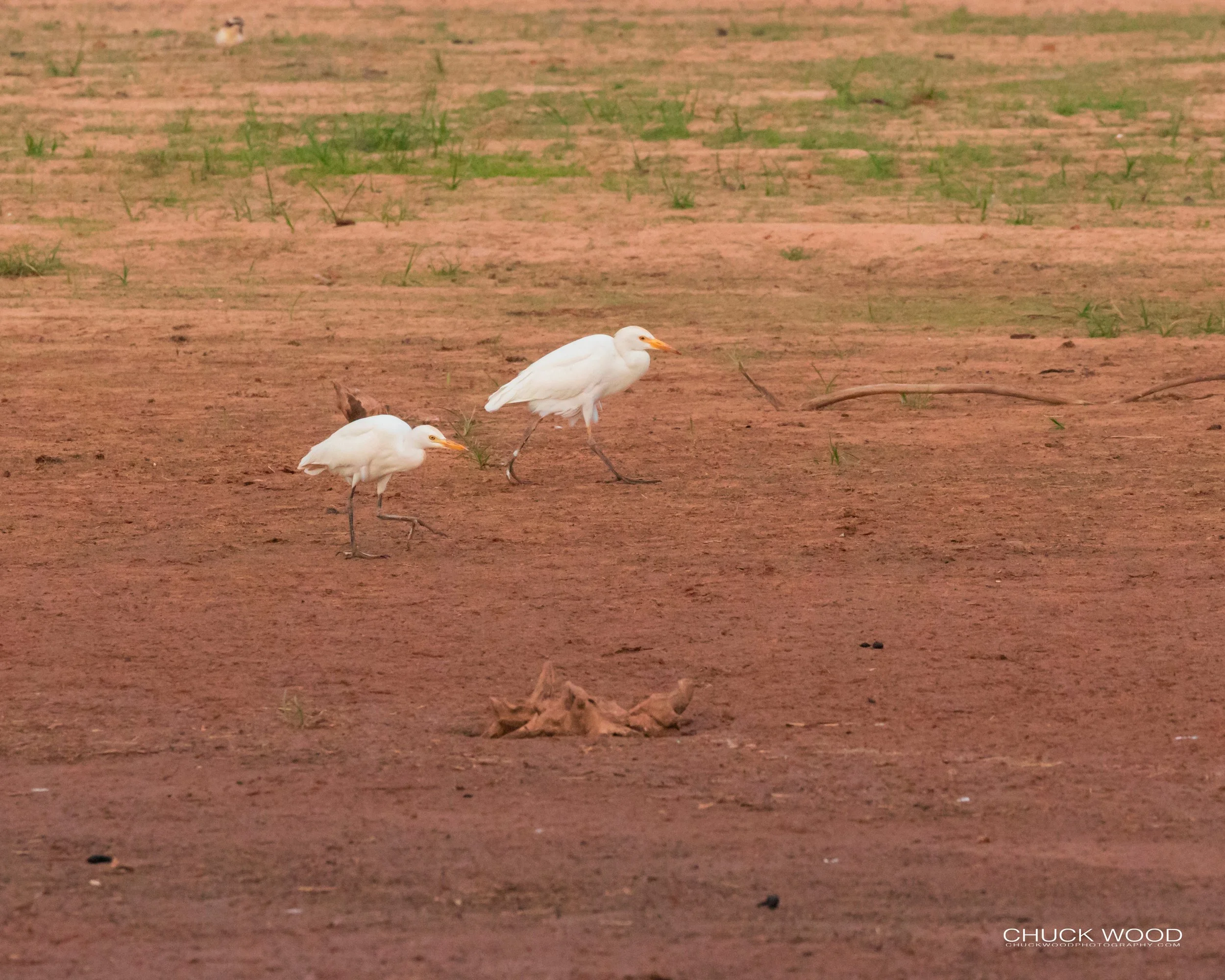  Lake Kariba, Zimbabwe 2019 