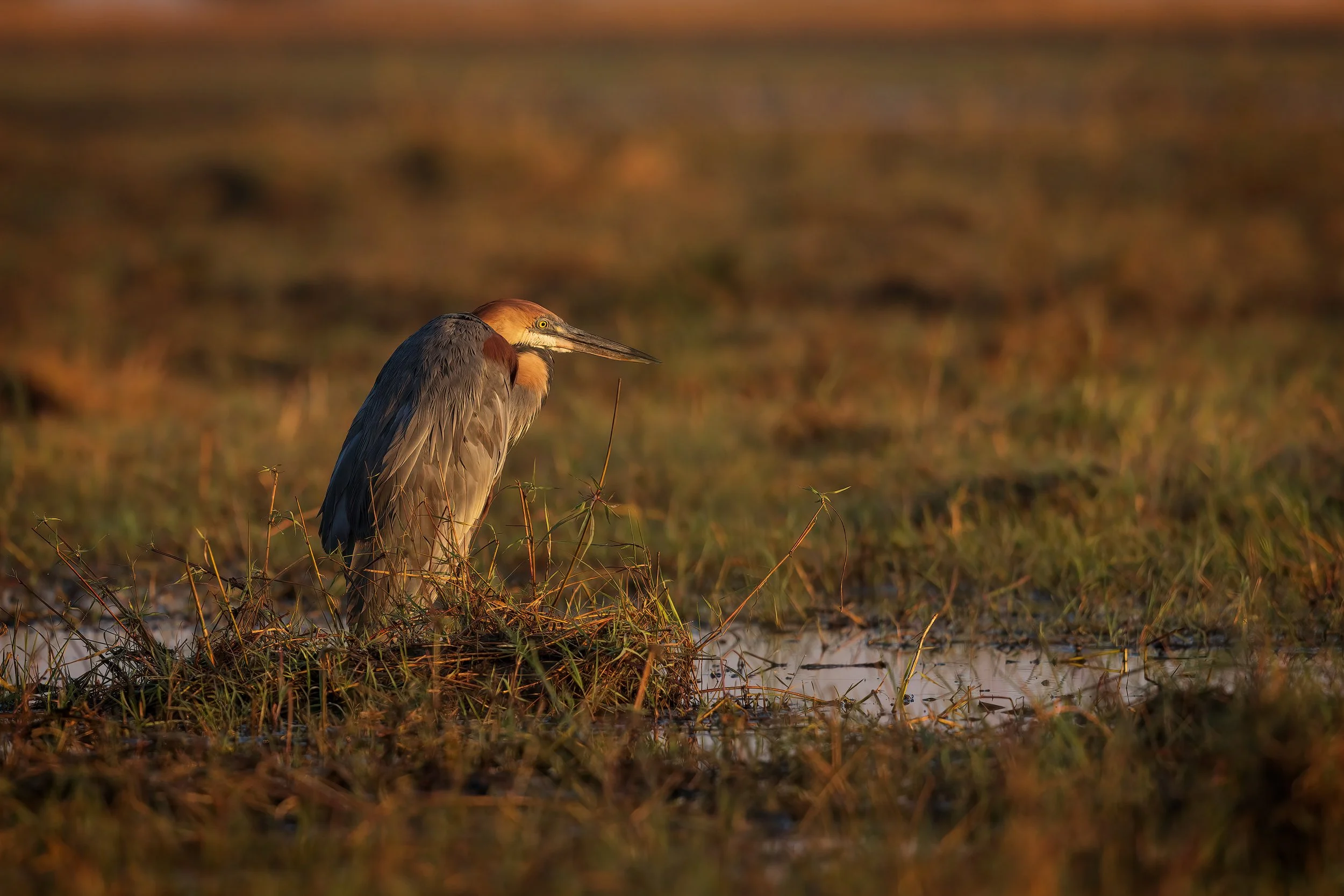  Chobe River, Botswana 2023 