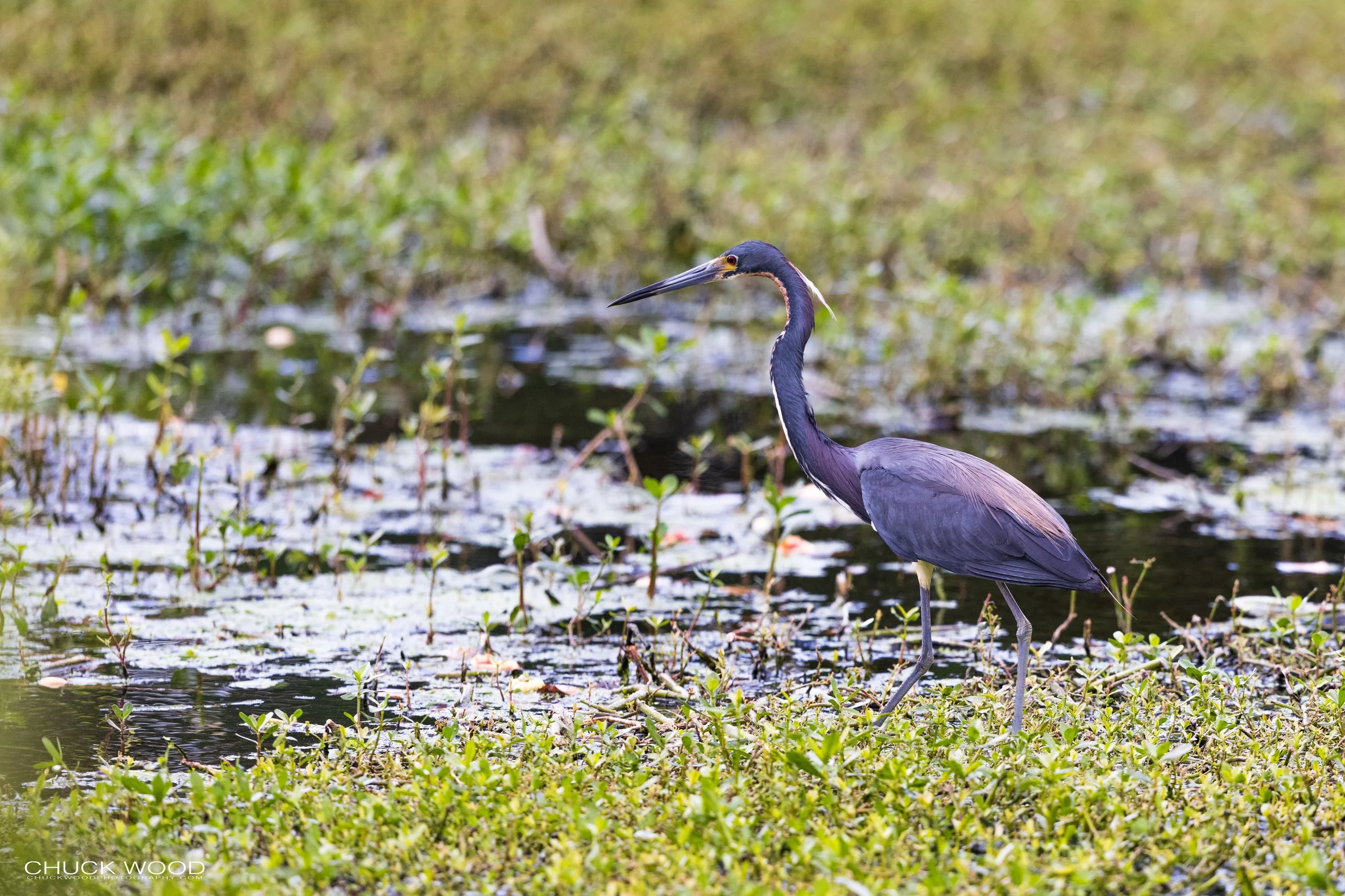  Wakohadatchee, FL 2021 