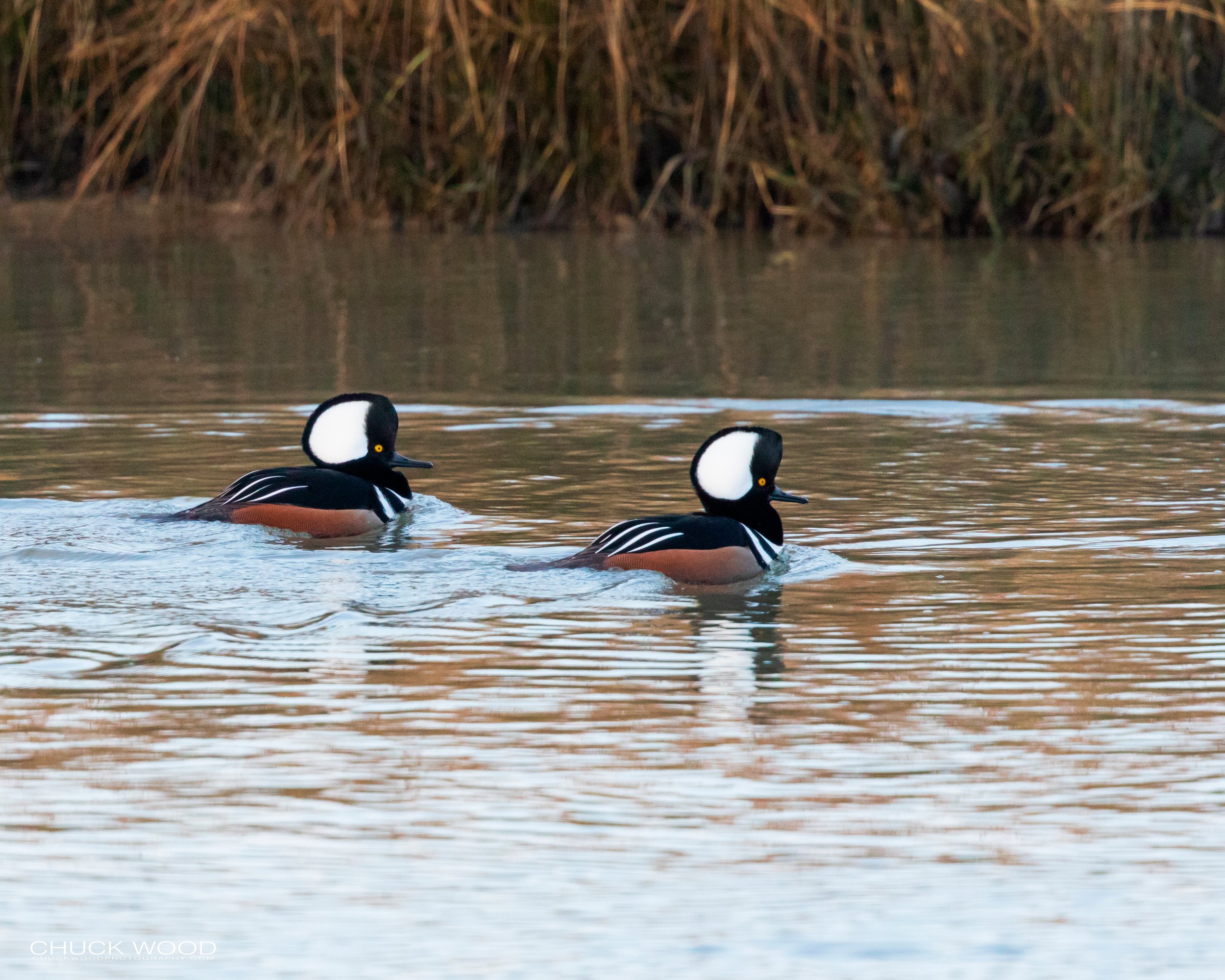  Forsythe NWR, NJ 2019 