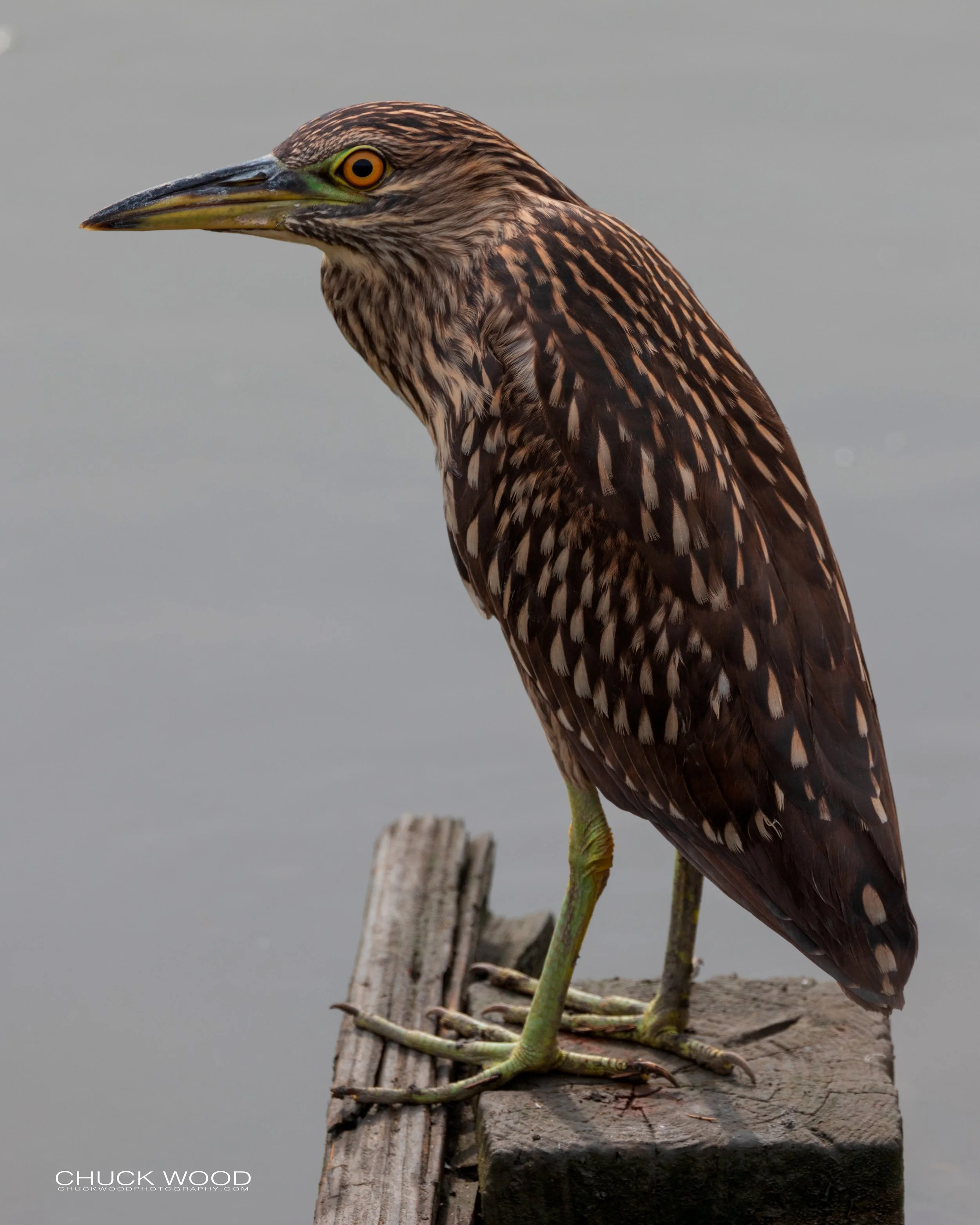  Forsythe NWR, NJ 2019 
