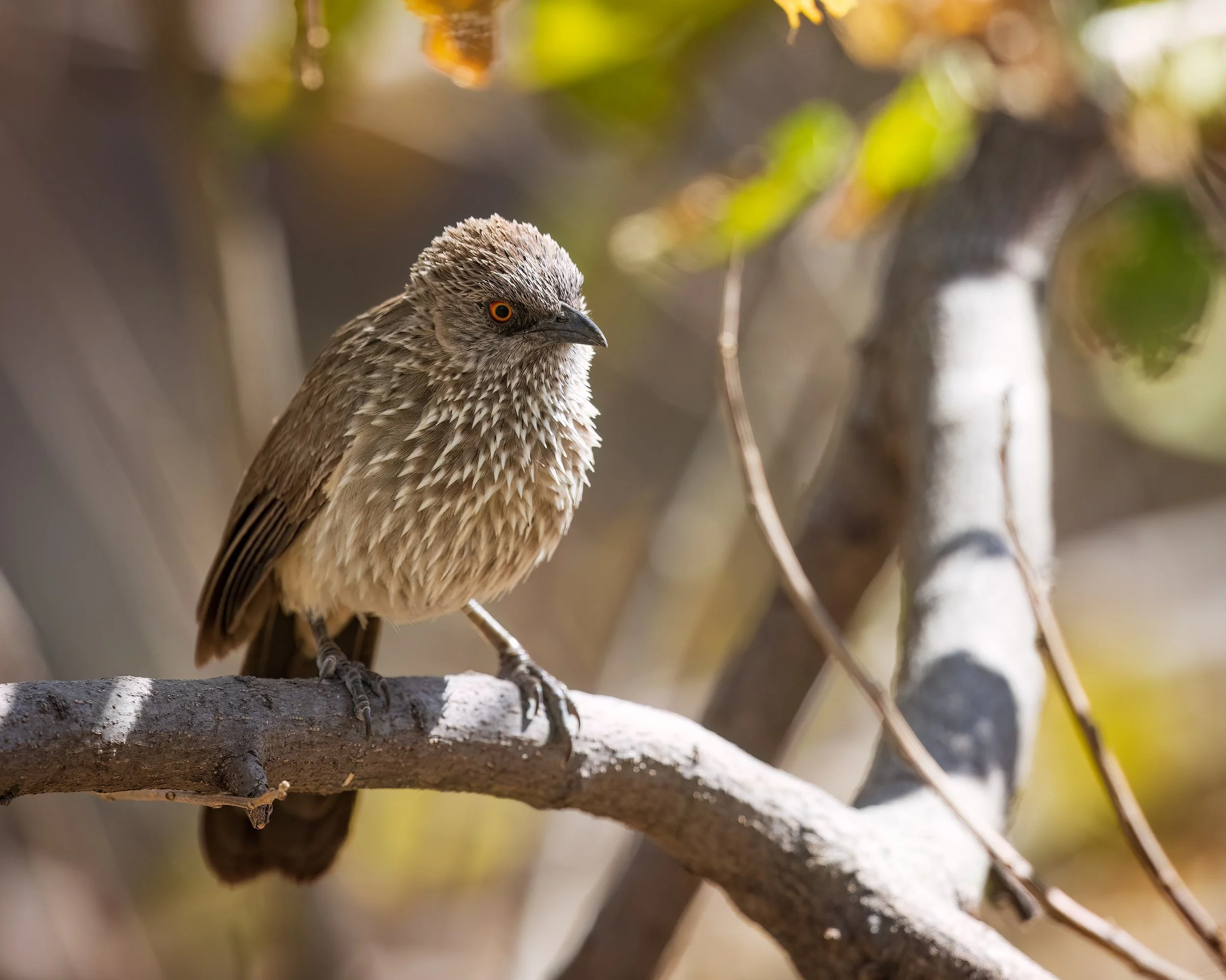  Moremi, Botswana 2023 