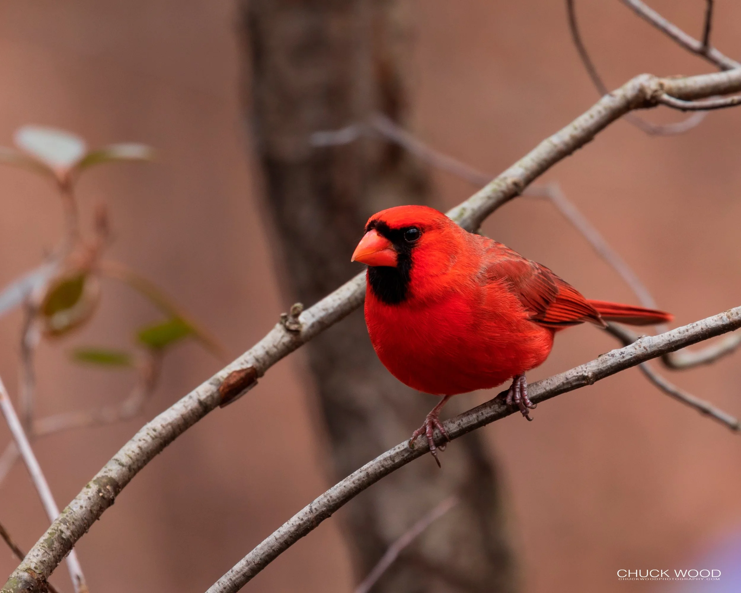  Central Park NYC, 2019 