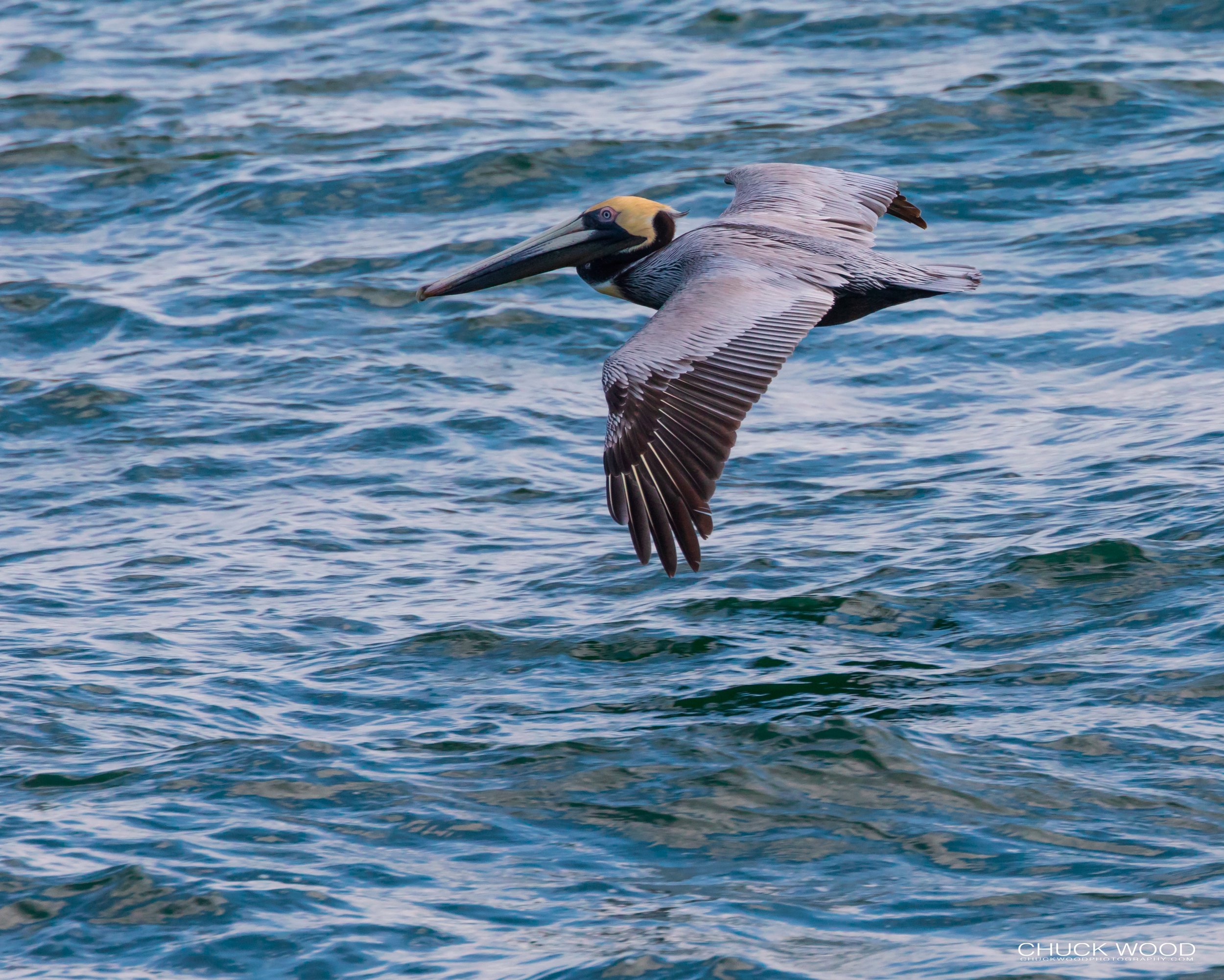  Sebastian Inlet, FL 2019 