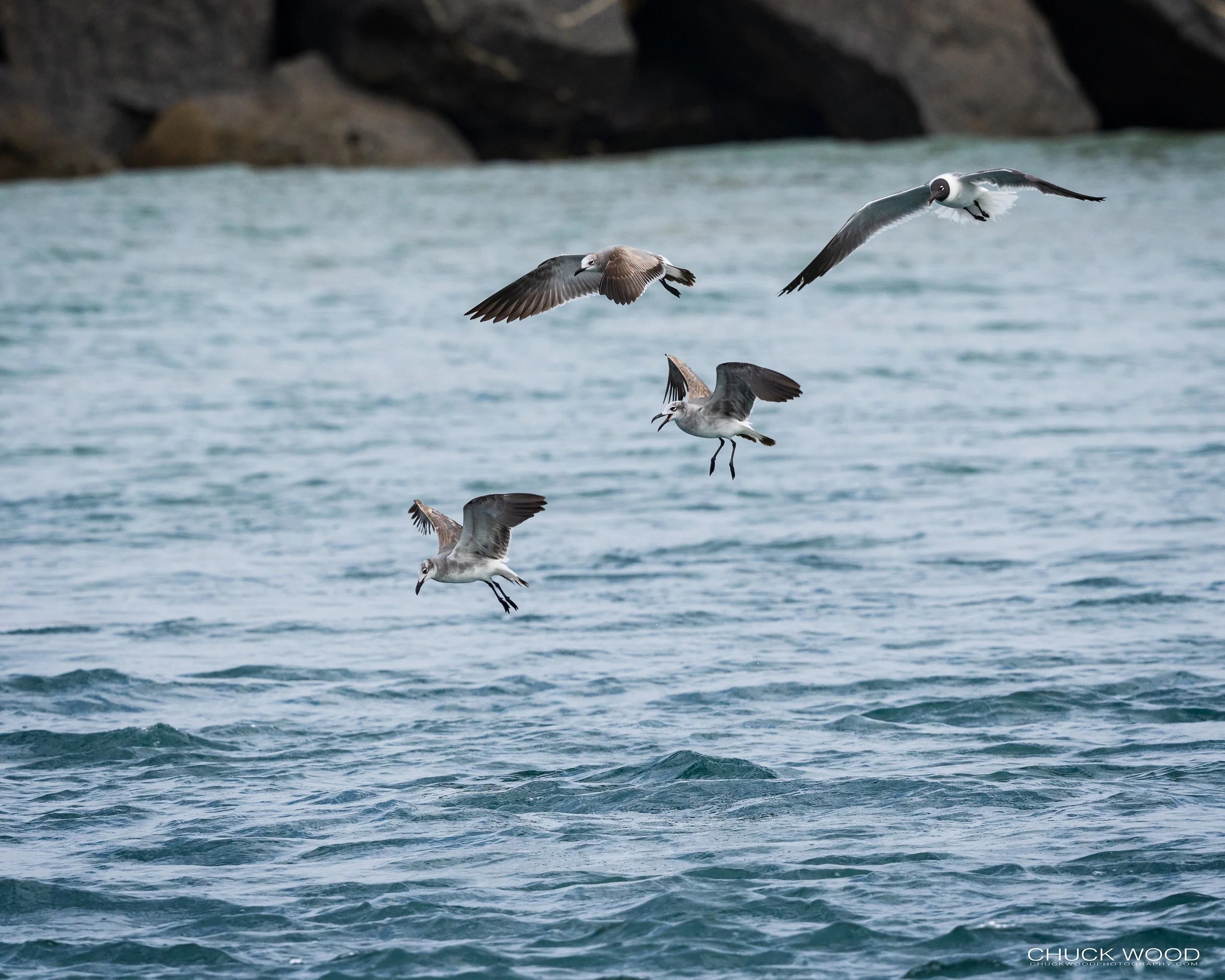  Sebastian Inlet, FL 2022 