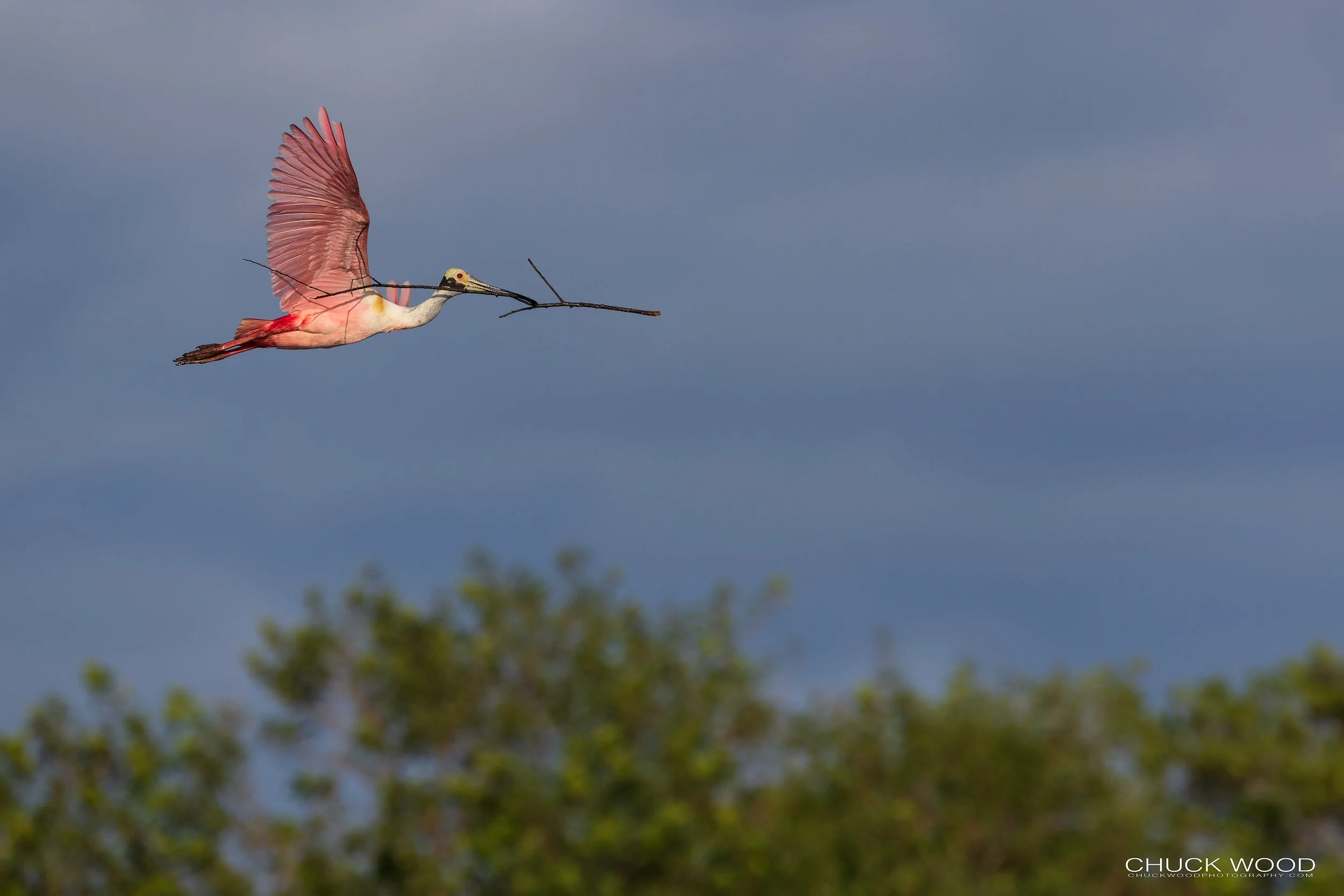  Stick Marsh, FL 2022 
