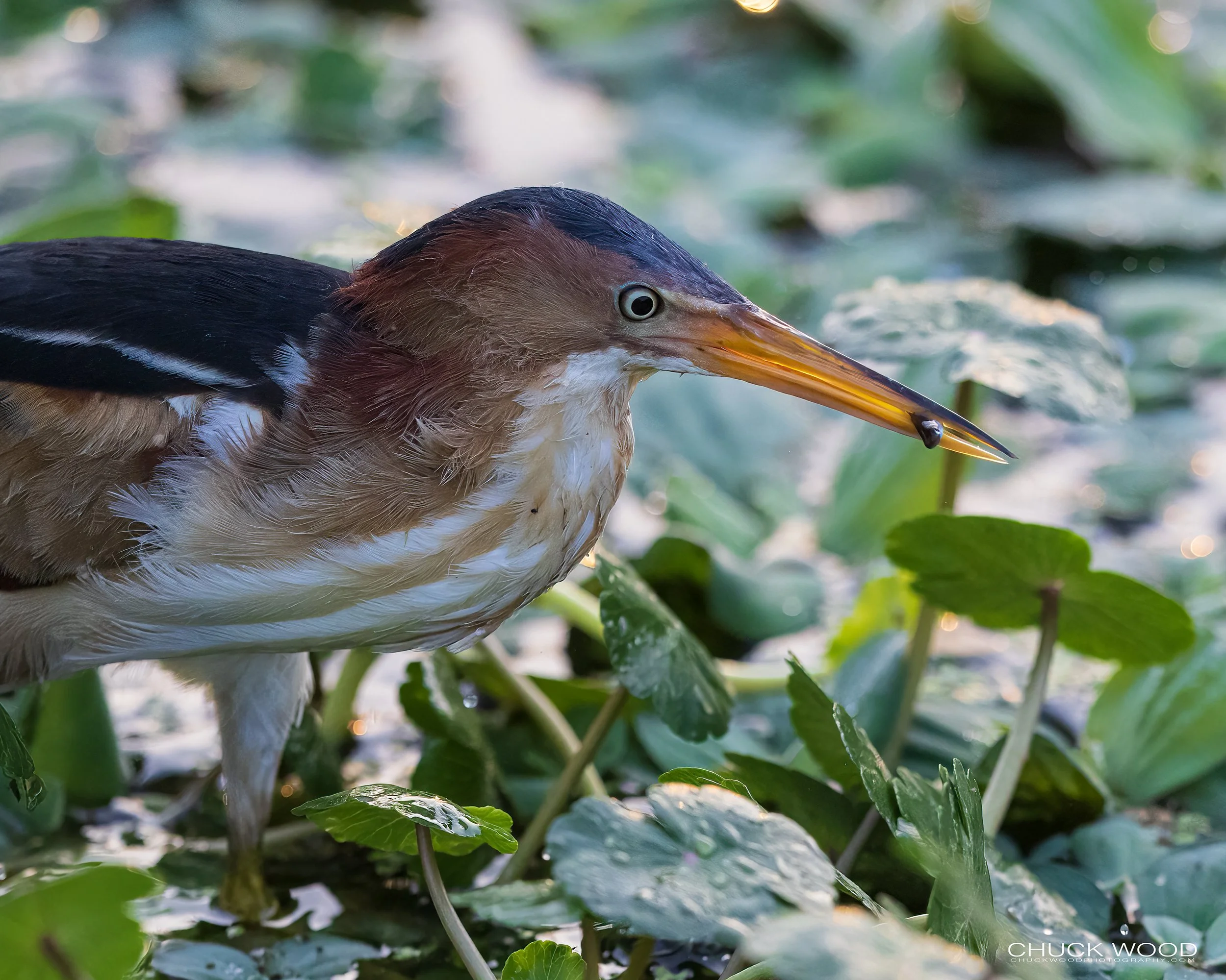  Wakodahatchee, FL 2022 