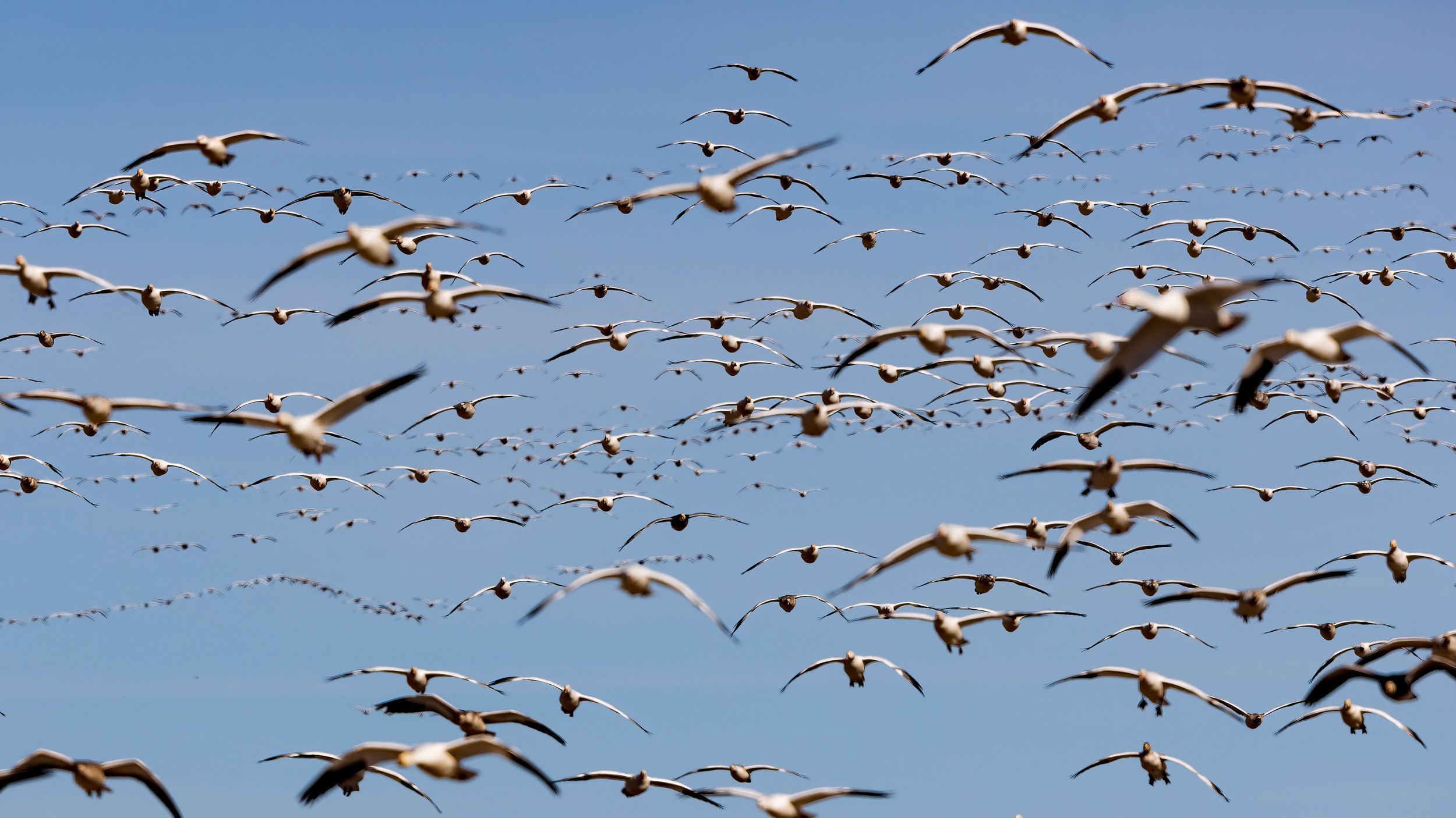  Bosque del Apache, NM 2023 