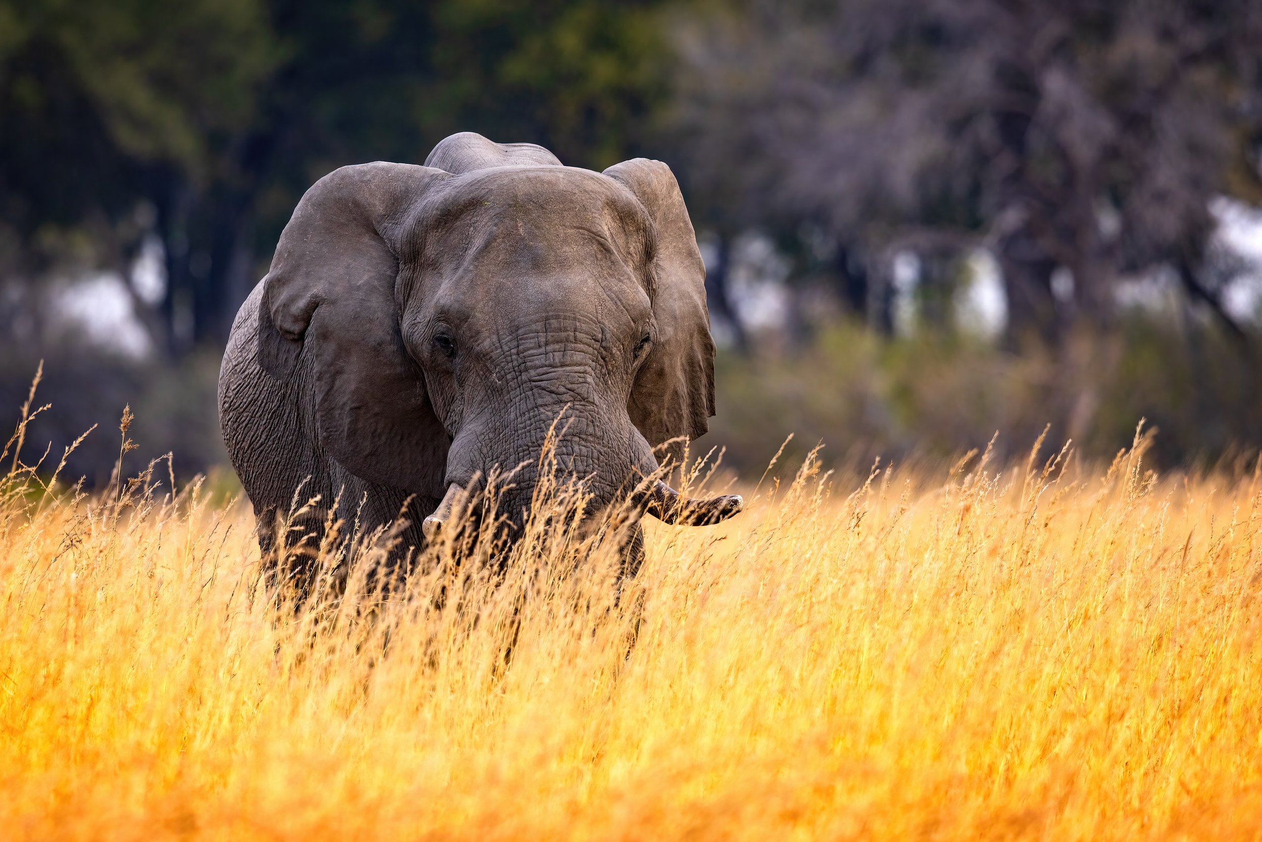 Elephant-in-Golden-Grass-Moremi-2023-3000.jpg