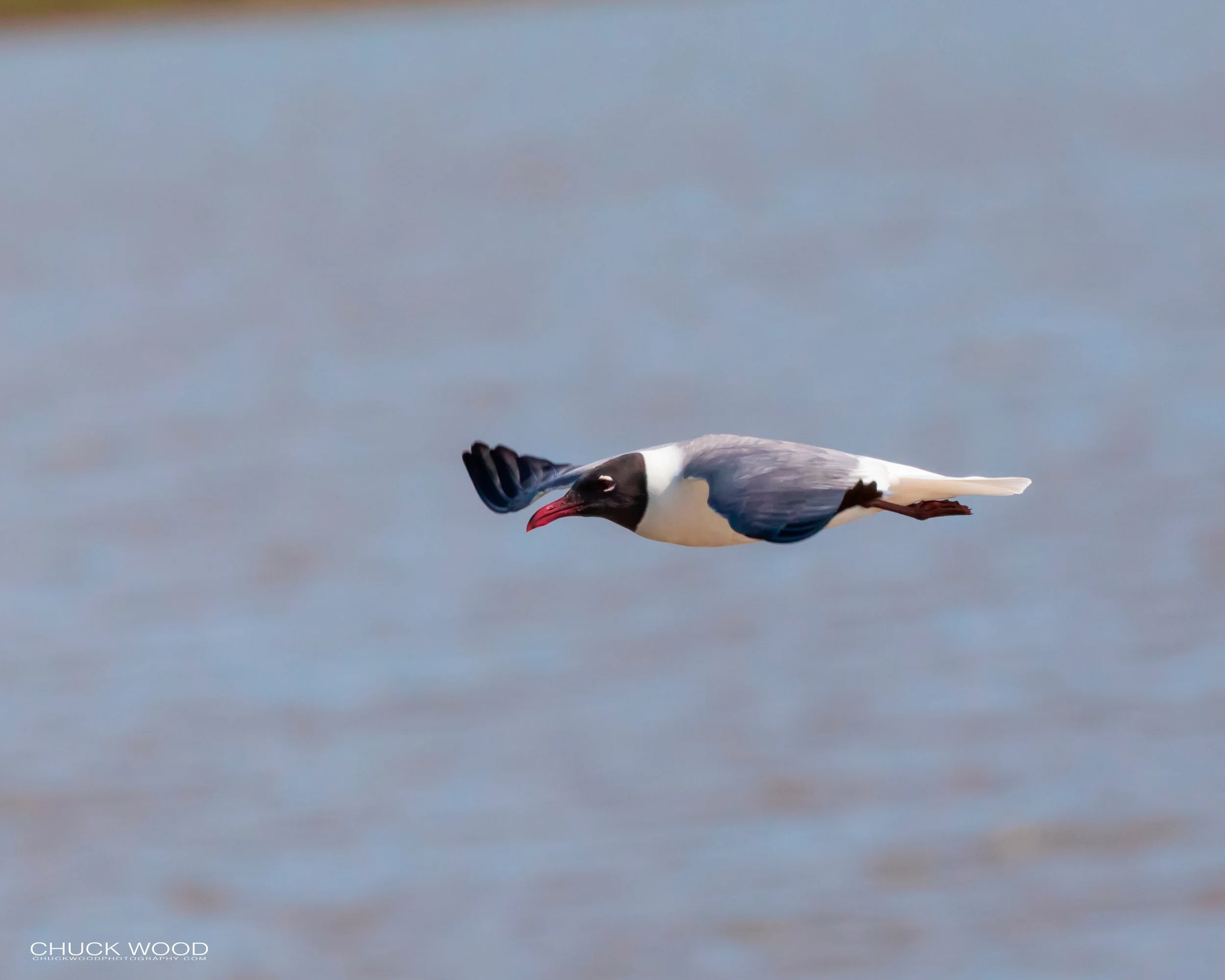  Forsythe NWR, NJ 2019 