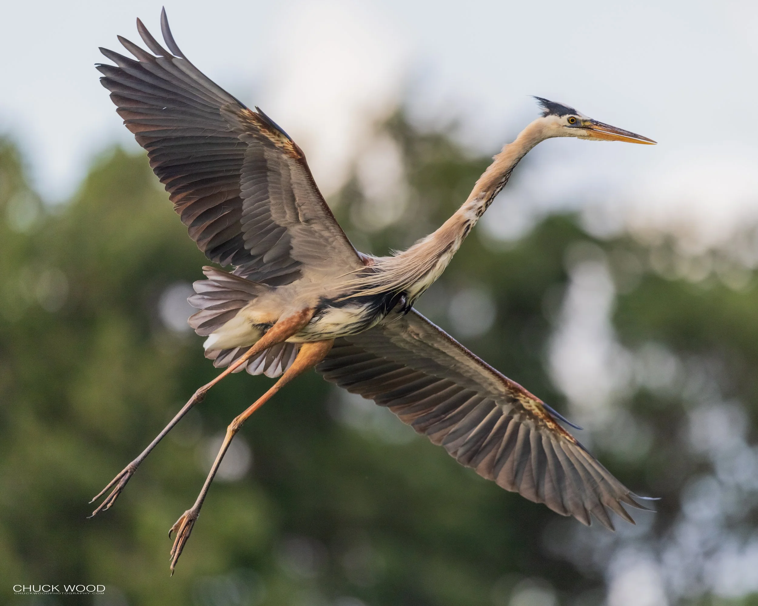  Wakodahatchee, FL 2021 