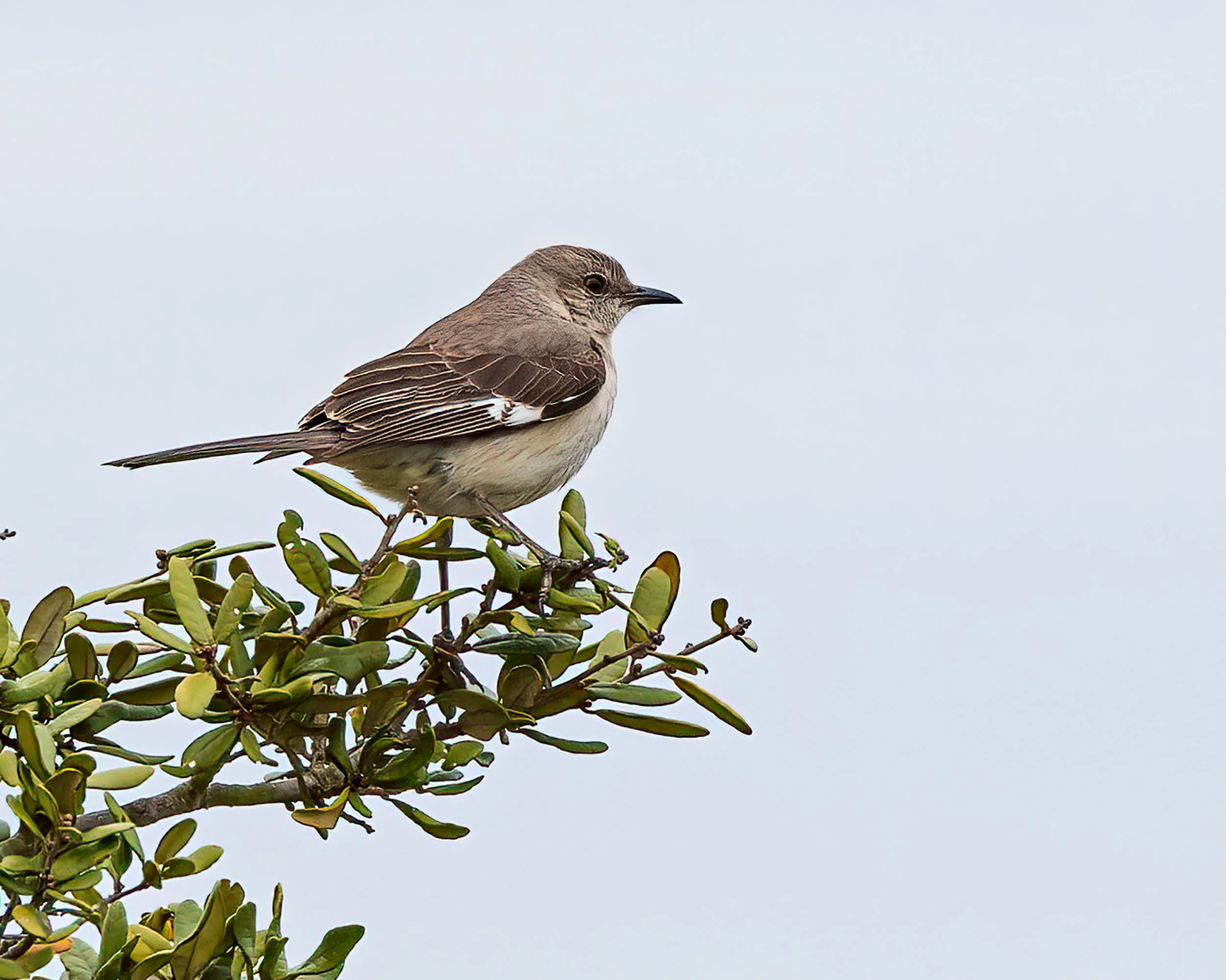  Cruickshank Sanctuary, FL 2023 