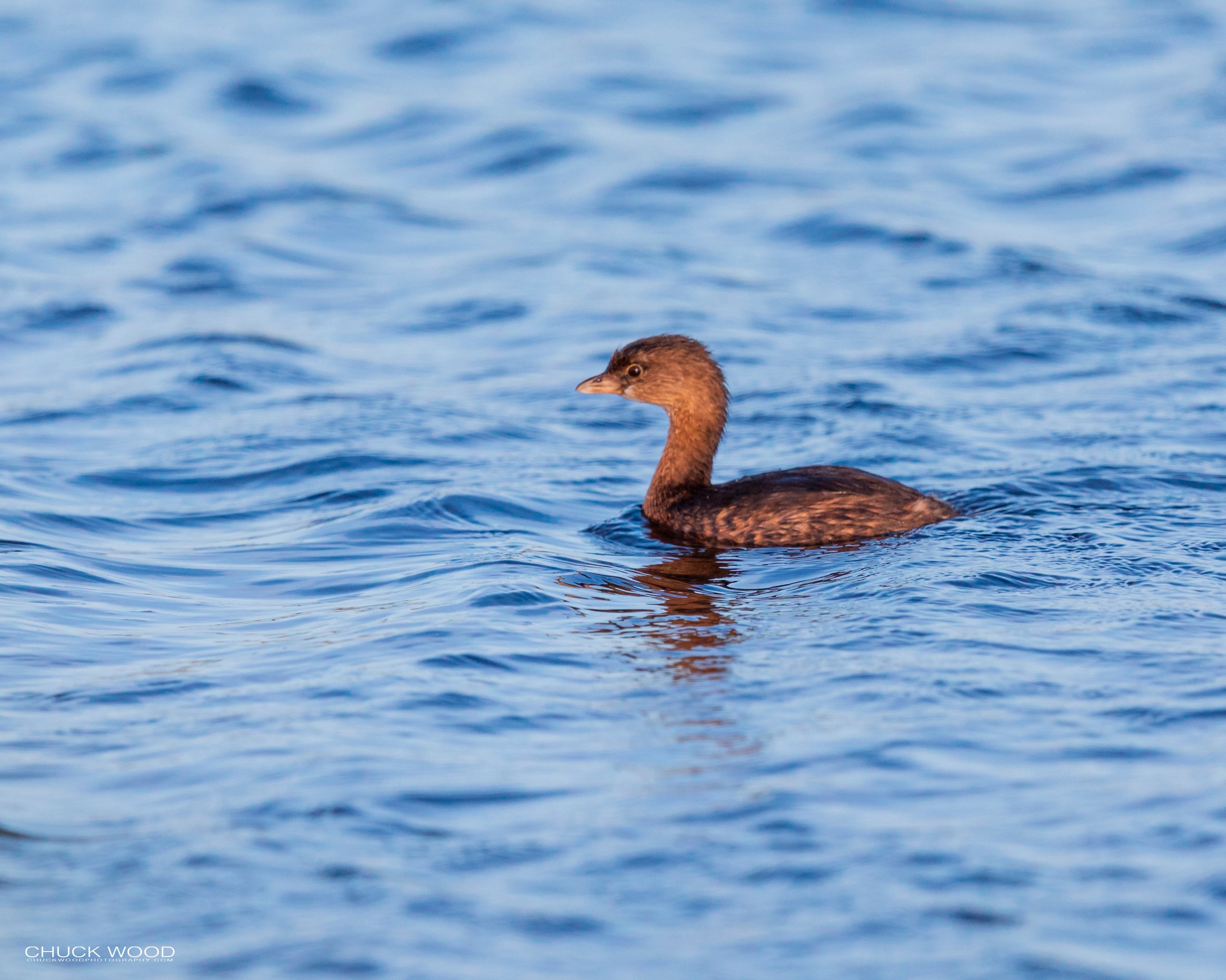  Merritt Island, FL 2020 