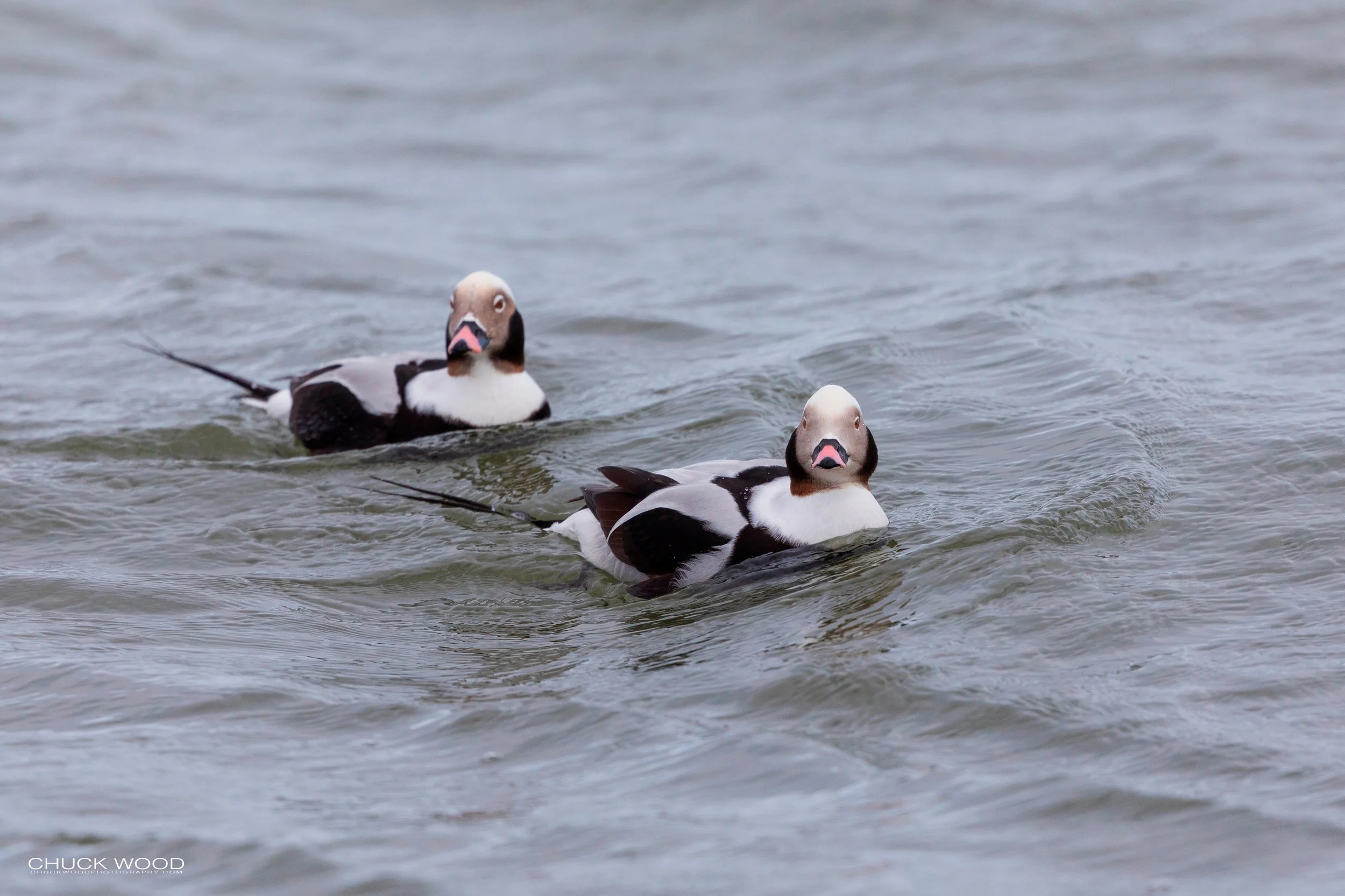  Barnegat Lighthouse, NJ 2020 