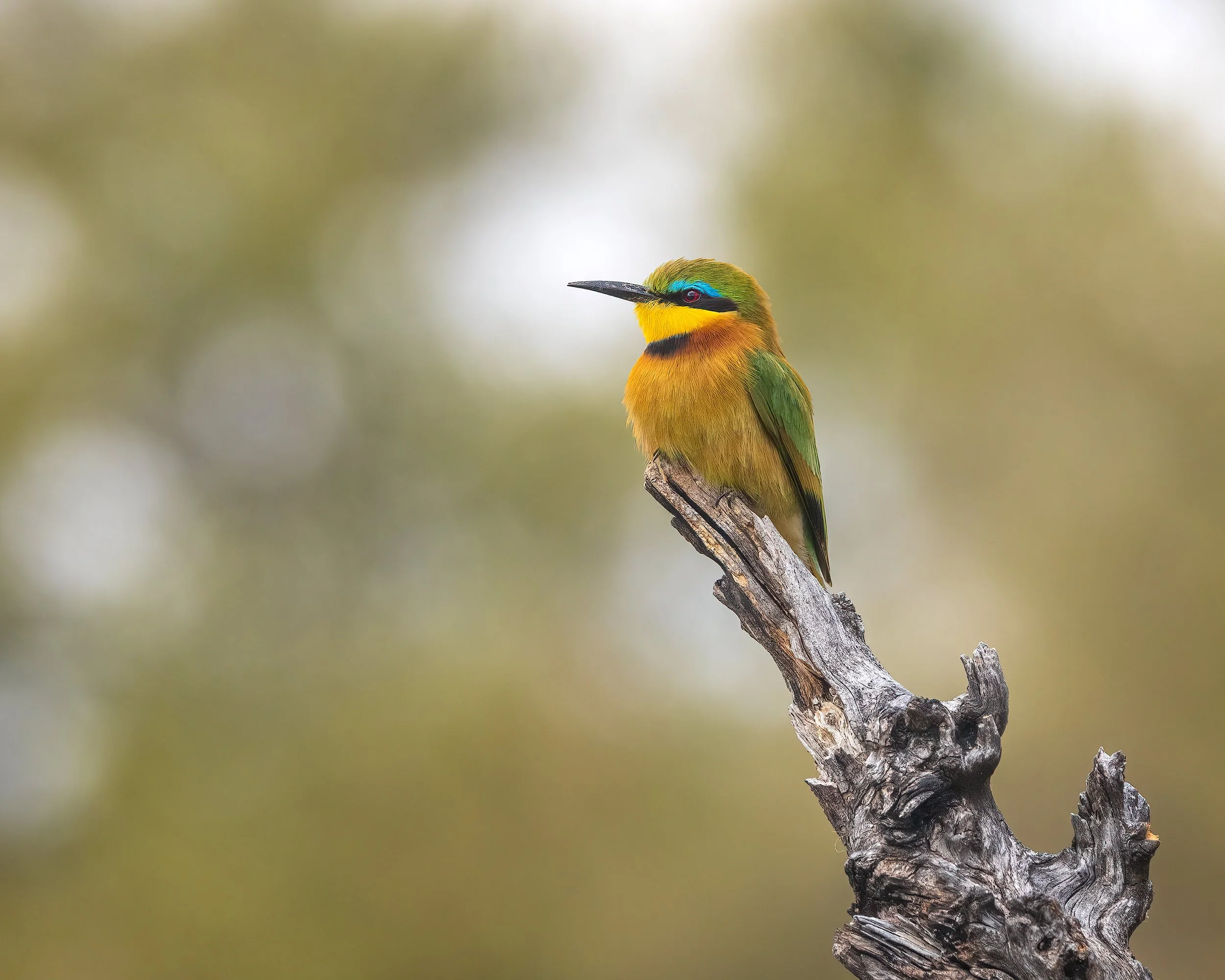  Khwai, Botswana 2023 